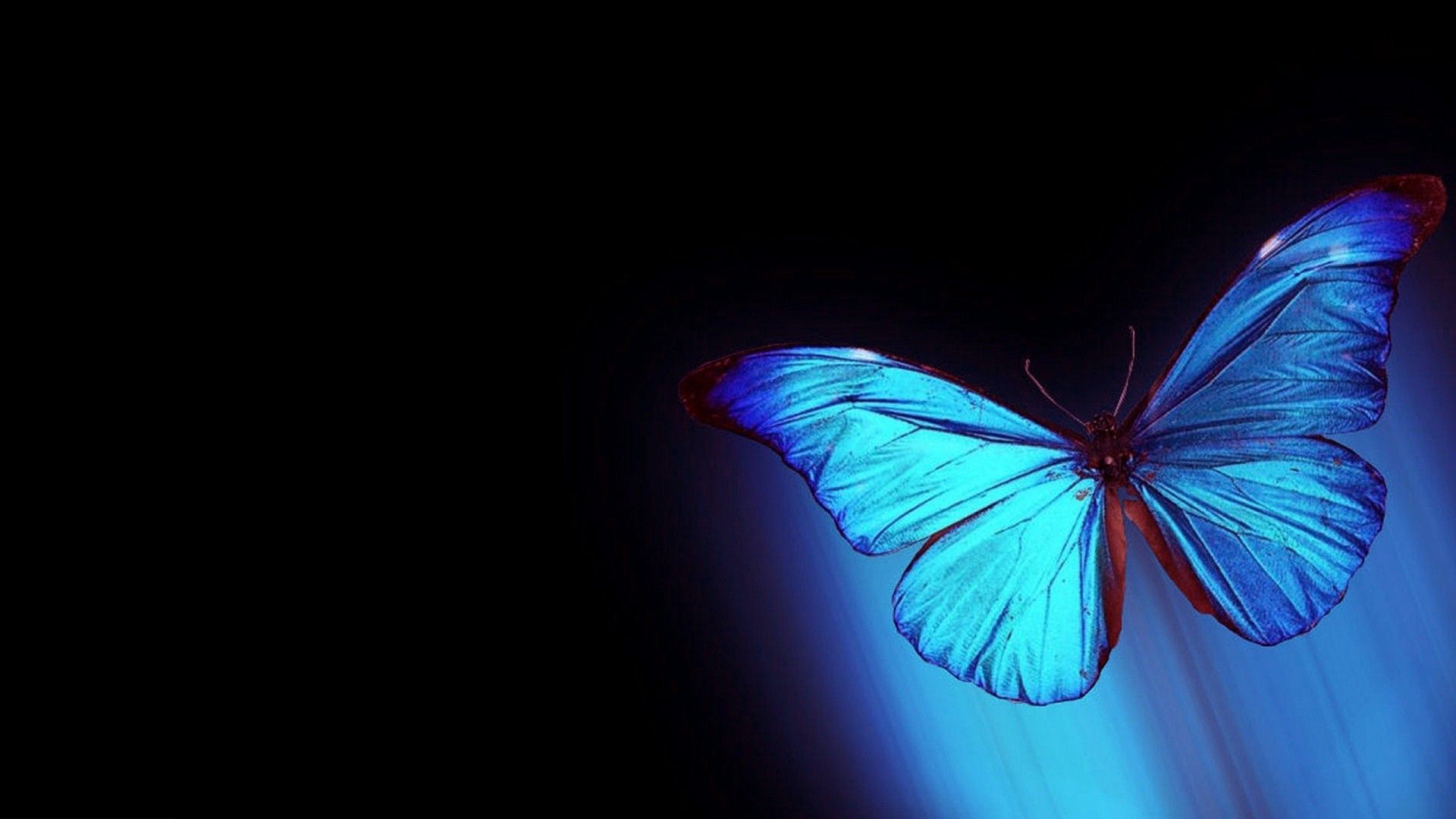 Butterfly Desktop Wallpapers 4k Hd Butterfly Desktop Backgrounds On Wallpaperbat