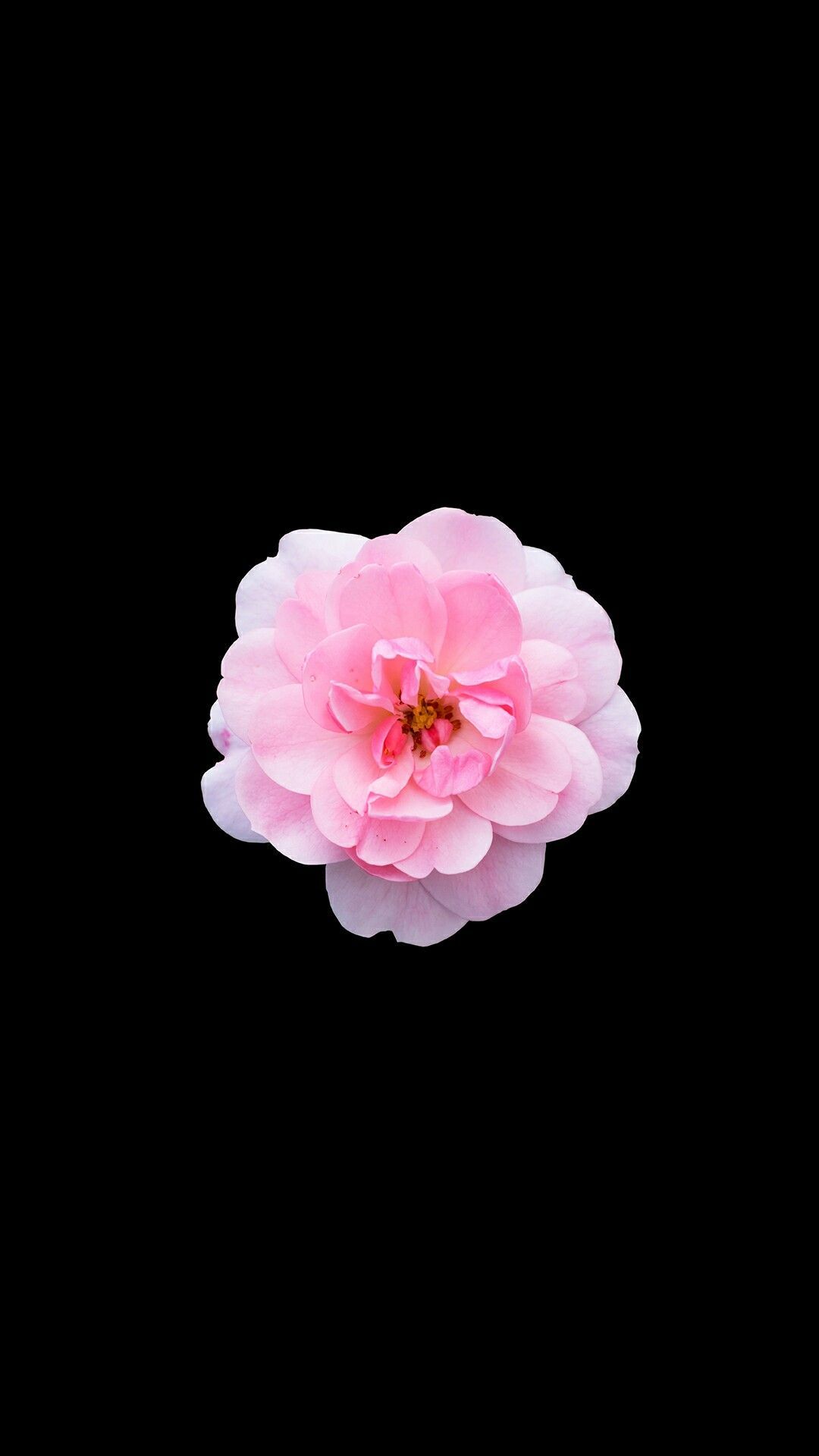 Pink Flower Apple Wallpapers 4k Hd Pink Flower Apple Backgrounds On Wallpaperbat