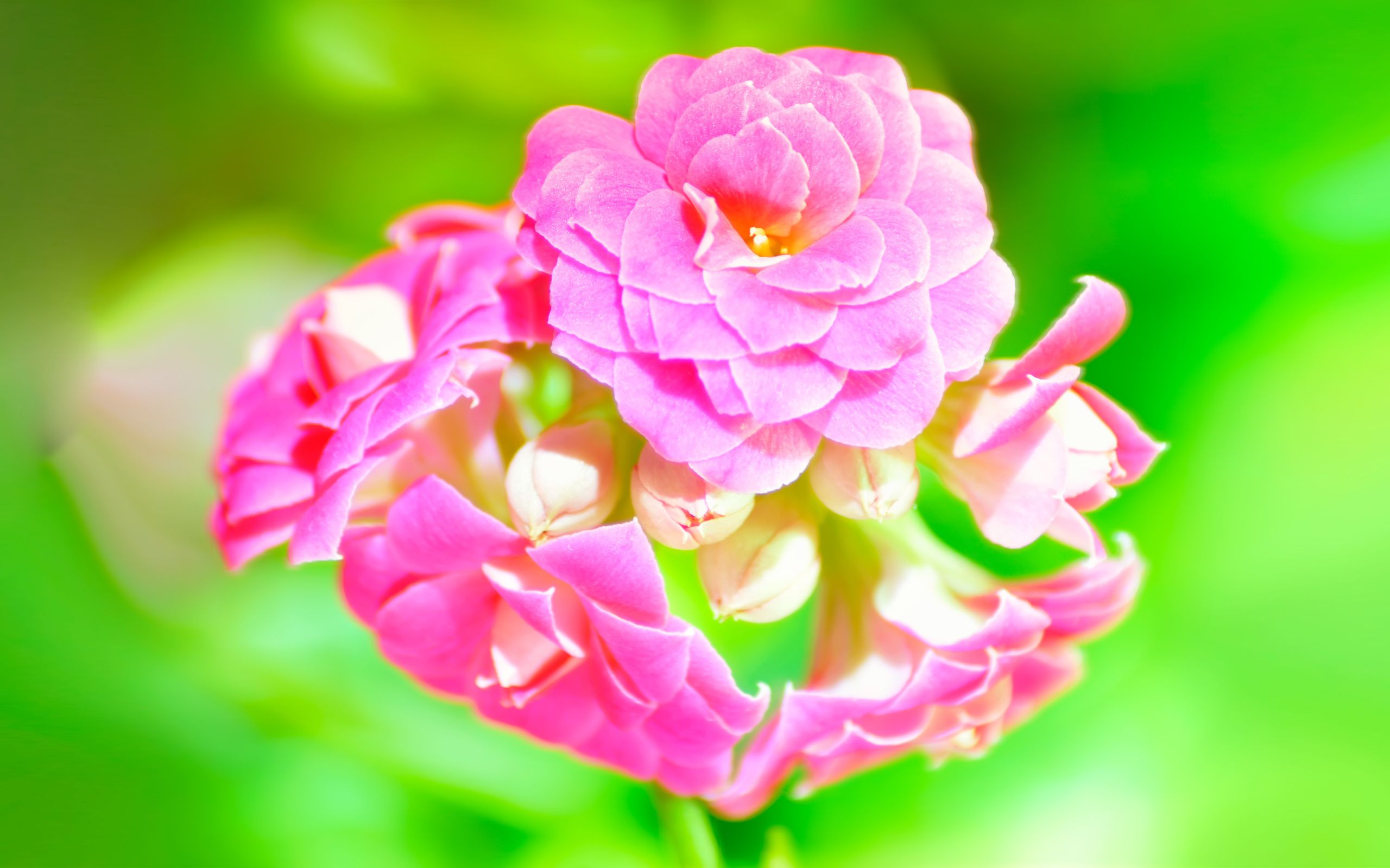 Cute Pink Flower Wallpapers - 4k, HD Cute Pink Flower Backgrounds on