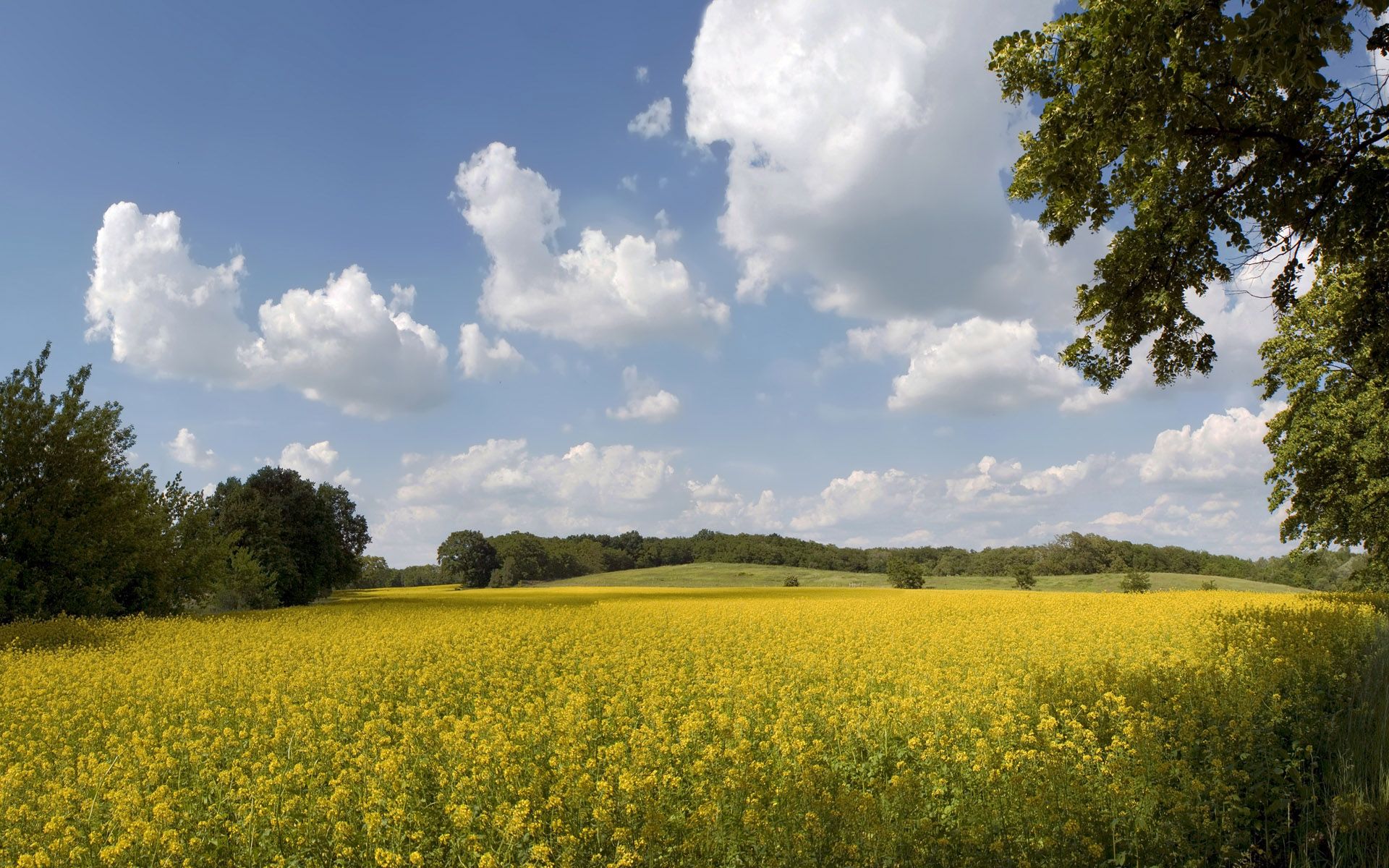 Summer Fields Wallpapers - 4k, HD Summer Fields Backgrounds on WallpaperBat