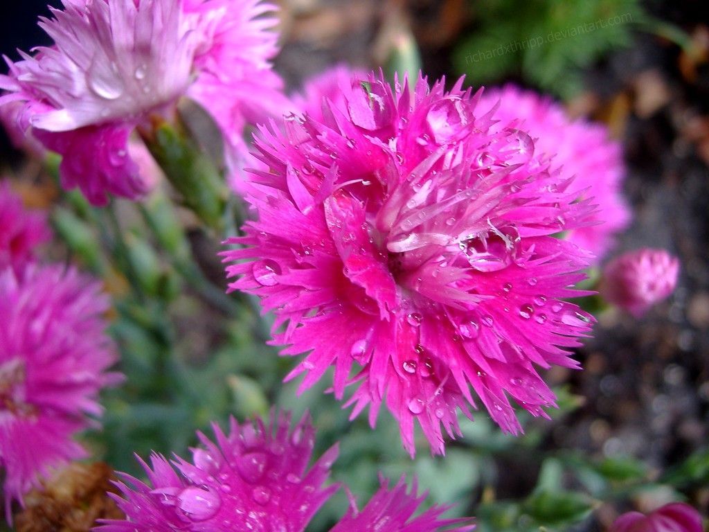 Dark Pink Flower Wallpapers - 4k, HD Dark Pink Flower Backgrounds on