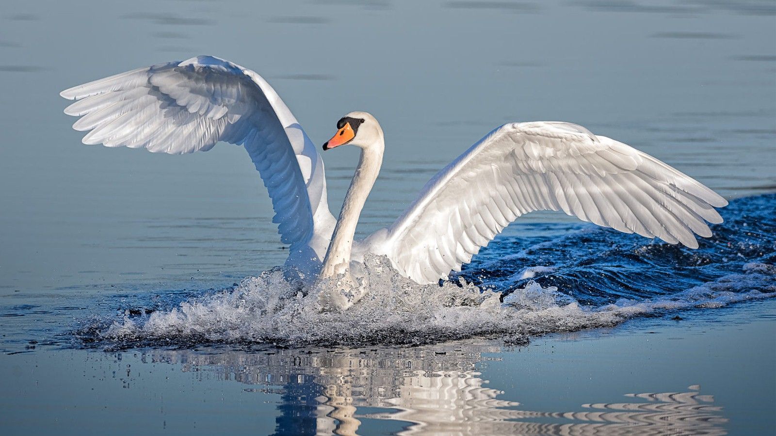 Swan Wallpapers - 4k, HD Swan Backgrounds on WallpaperBat