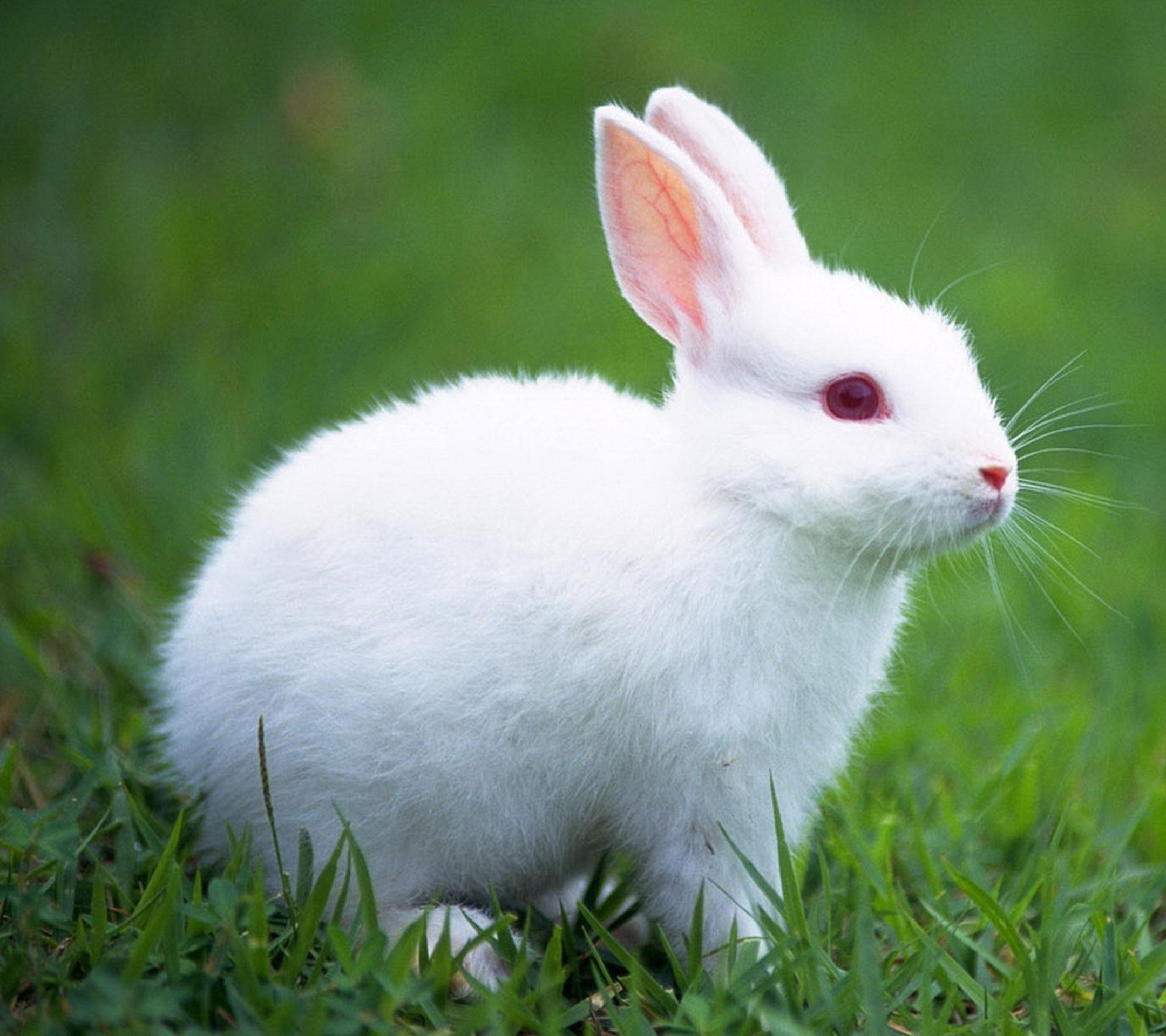 White Bunny Wallpapers.