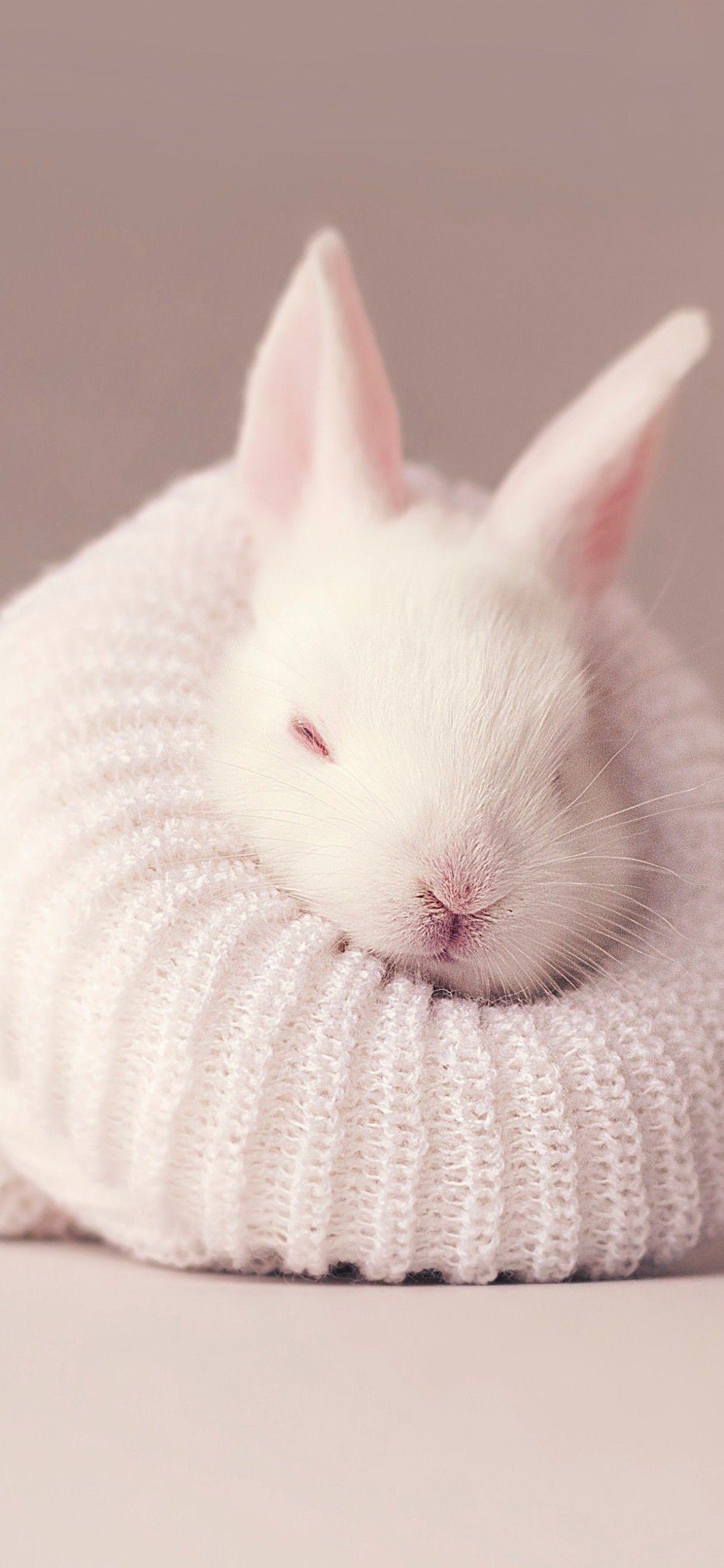 White Rabbit Wallpapers - 4k, HD White Rabbit Backgrounds on WallpaperBat