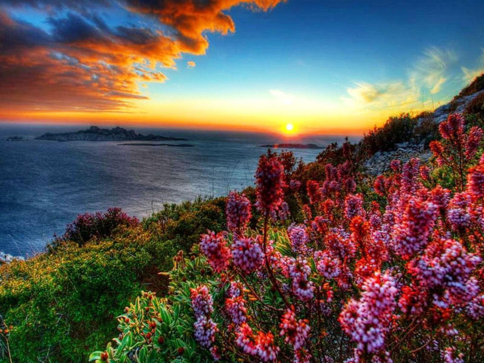 Sunset Flowers Wallpapers - 4k, HD Sunset Flowers Backgrounds on ...