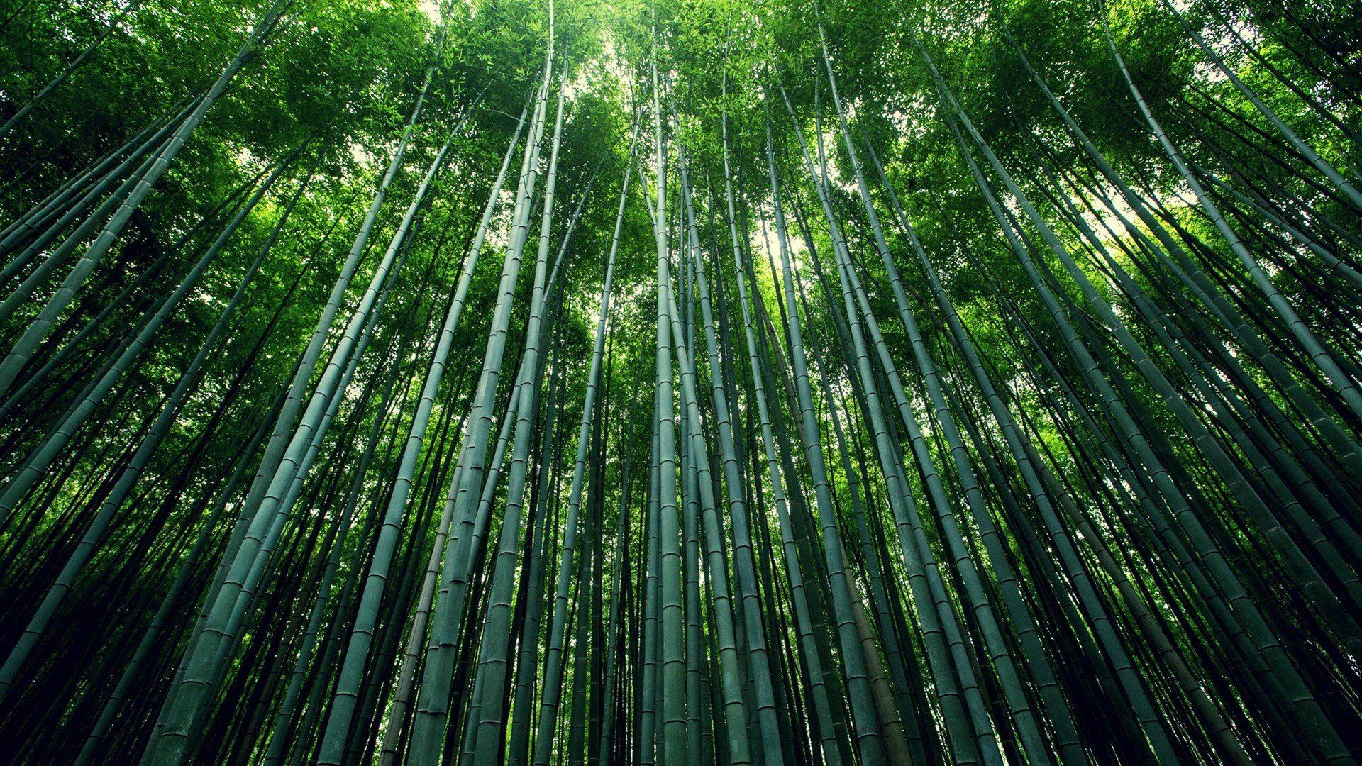 Bamboo Art Wallpapers - 4k, HD Bamboo Art Backgrounds on WallpaperBat