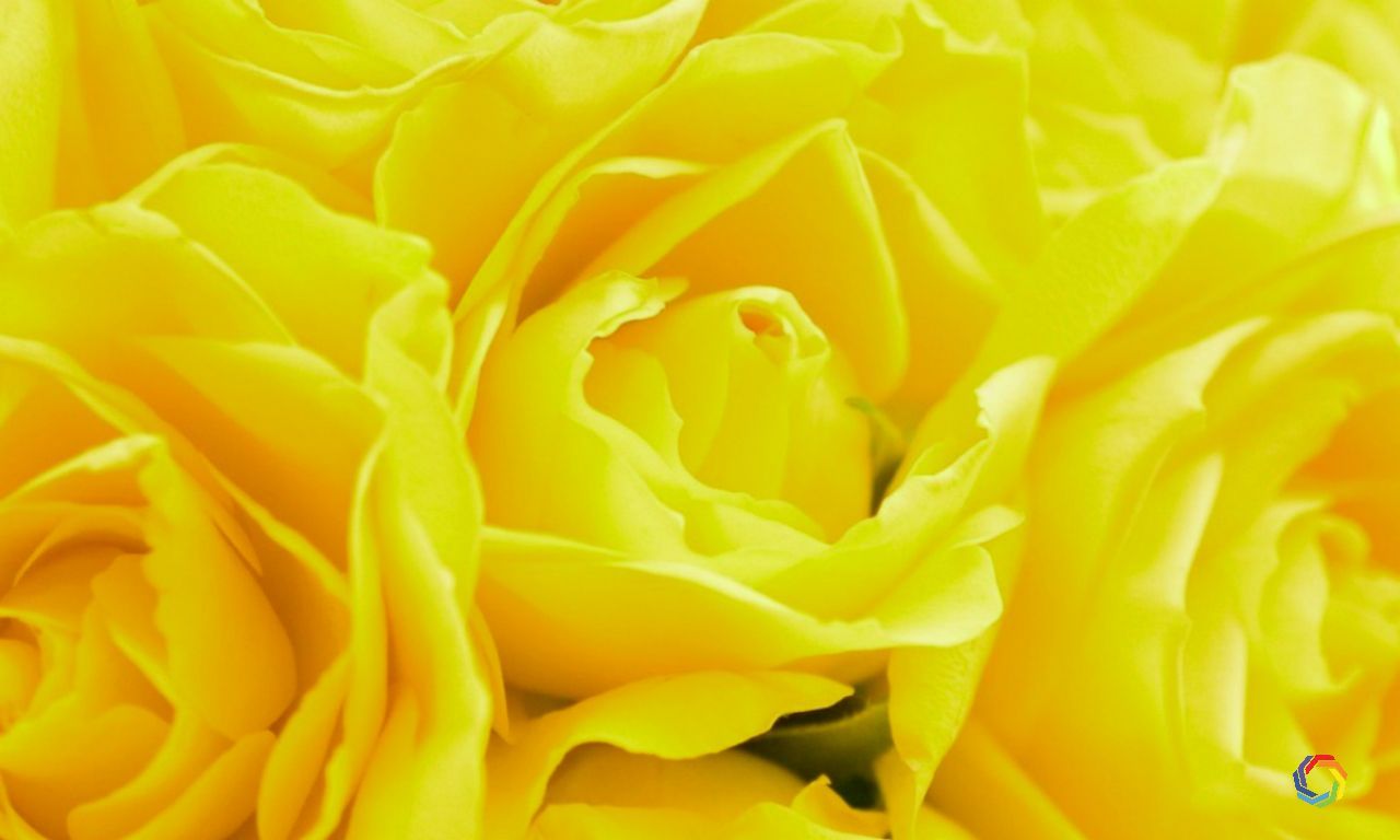1280x768 Download Beautiful Yellow Rose Flowers Wallpaper HD Widescreen Wallpaper or High Definition widescreen Wallpaper from the bel. Yellow roses, Flowers, Rose flower on WallpaperBat
