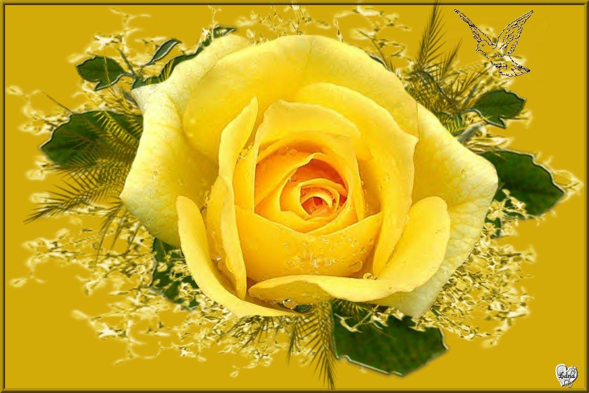 1200x800 Free download Beautiful Yellow Rose Flowers Wallpaper Image Picture Becuo [1200x800] for your Desktop, Mobile & Tablet. Explore Yellow Roses Wallpaper. Vintage Yellow Rose Wallpaper, Wallpaper Yellow Roses on WallpaperBat