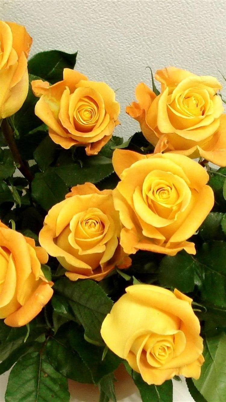 750x1334 Iphone 6 Wallpaper Hd 750×1,334 Pixels. Yellow Roses, Beautiful Flowers, Yellow Flower Wallpaper on WallpaperBat