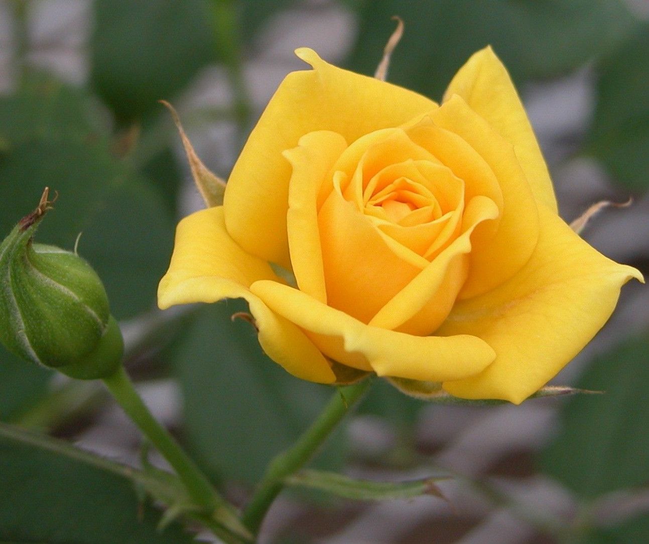 1293x1083 Dark Yellow Rose Rose Has A Fully Double Dark Yellow - Yellow Rose Flower HD - HD Wallpaper & Background Download on WallpaperBat