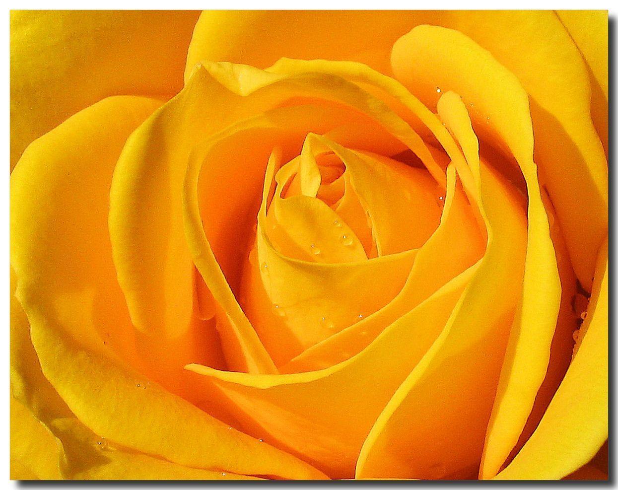 1245x987 Yellow Rose Wallpaper - Top Free Yellow Rose Background on WallpaperBat
