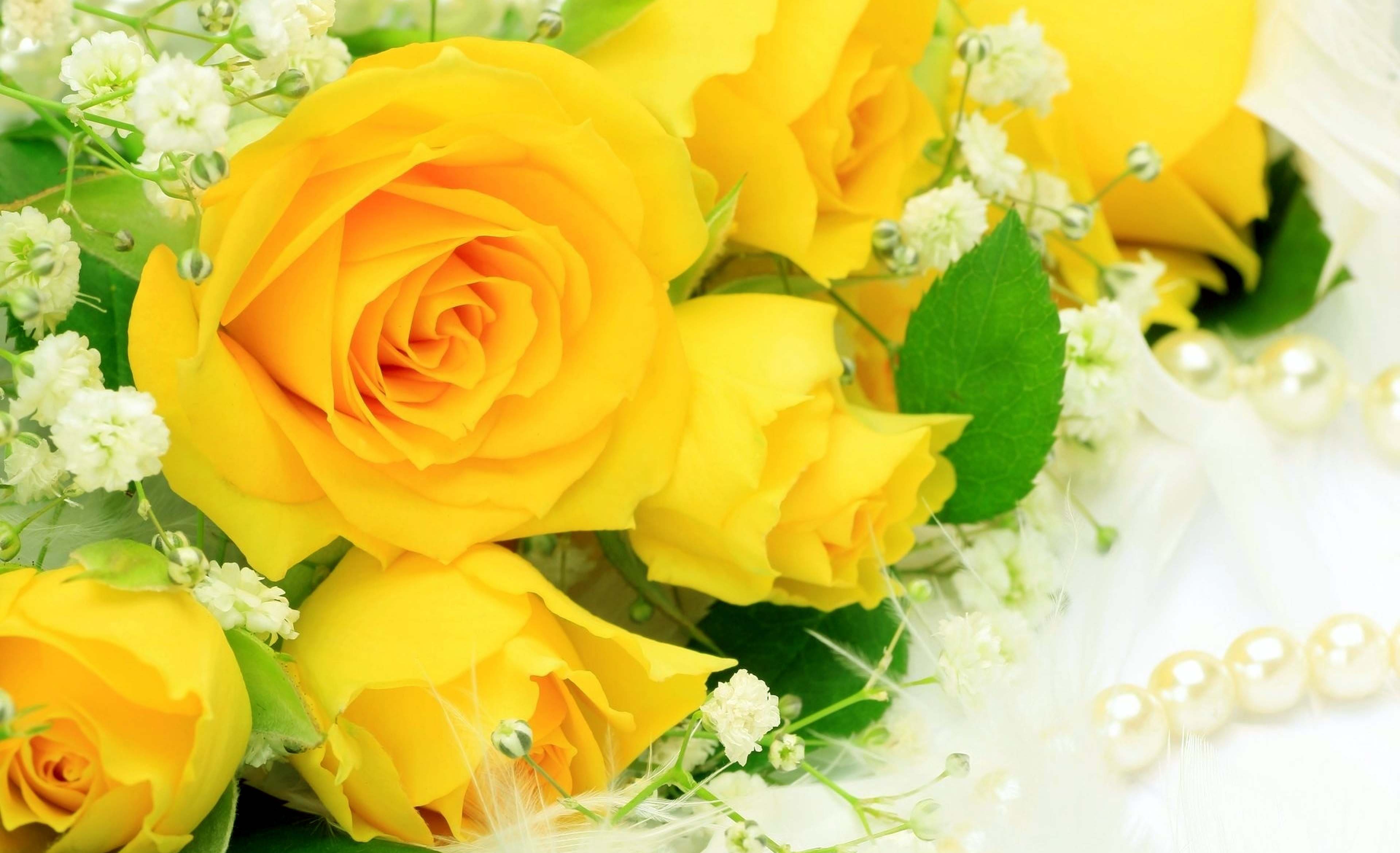 3840x2340 Free download Stunning Yellow Roses Natural Beauty Image HD Wallpaper [3840x2340] for your Desktop, Mobile & Tablet. Explore Yellow Rose Flower Wallpaper. Rose Flowers Wallpaper Free Download, Yellow Flowers on WallpaperBat