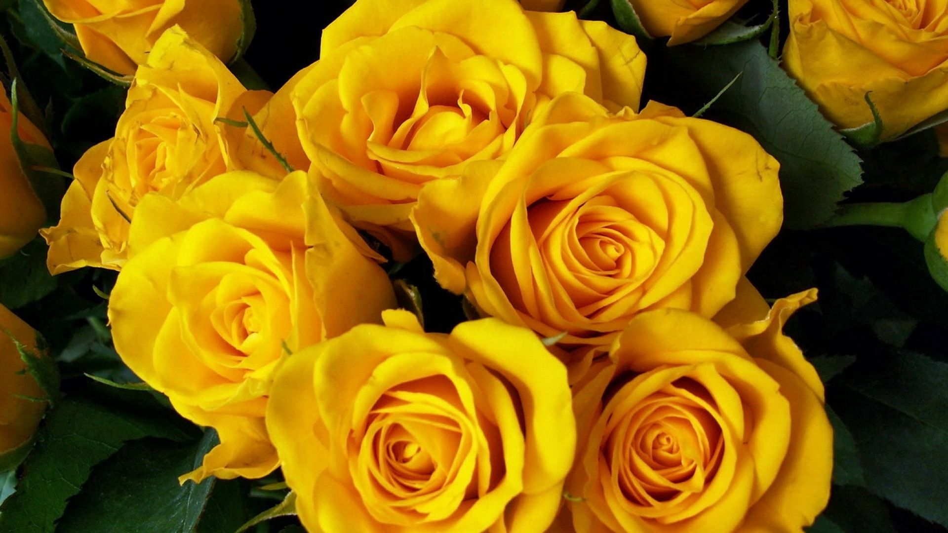 1920x1080 Download Wallpaper 1920x1080 roses, flower, yellow, bright, beautiful, bouquet Full HD 1080p HD Background on WallpaperBat
