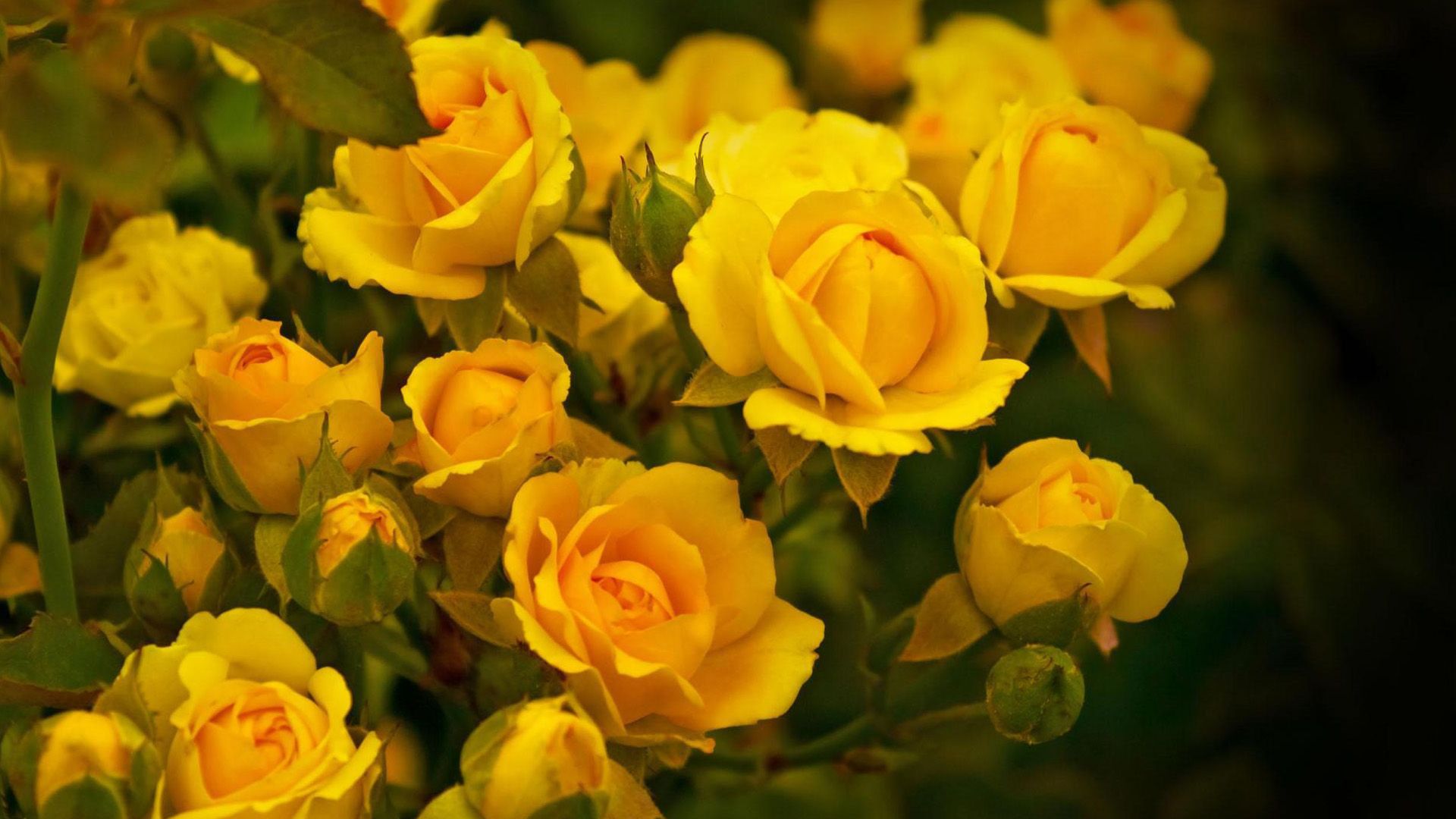 1920x1080 Beautiful Yellow Rose Flowers Wallpaper image free download 1920x1080 on WallpaperBat