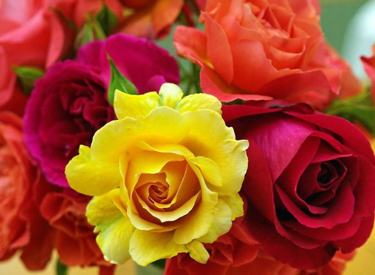 1280x940 Red and Yellow Flowers Wallpaper - Top Free Red and Yellow Flowers Background on WallpaperBat