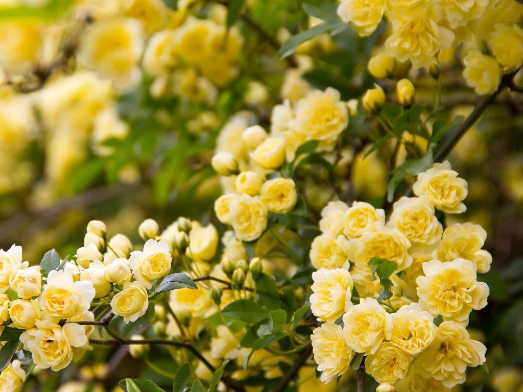 1024x768 Beautiful Yellow Roses (3840x2160) Wallpaper, Image, Background, Picture on WallpaperBat
