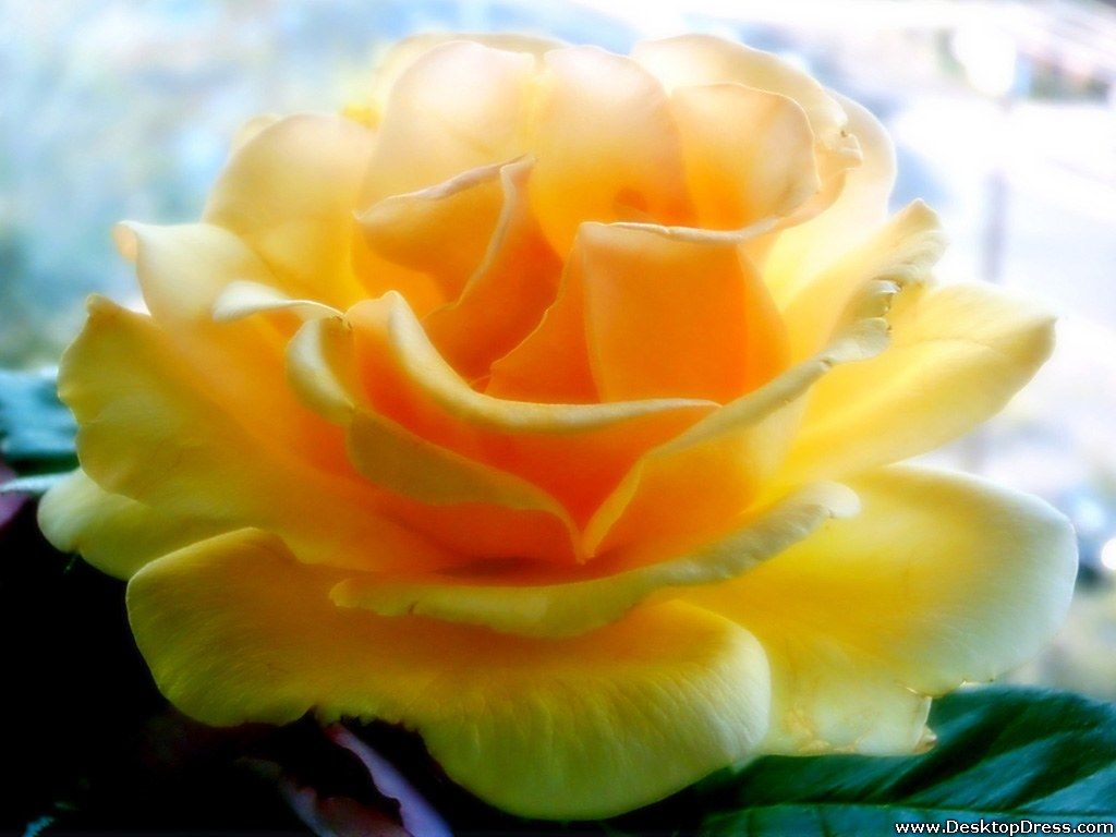 1024x768 Desktop Wallpaper Flowers Background Big Yellow Rose on WallpaperBat