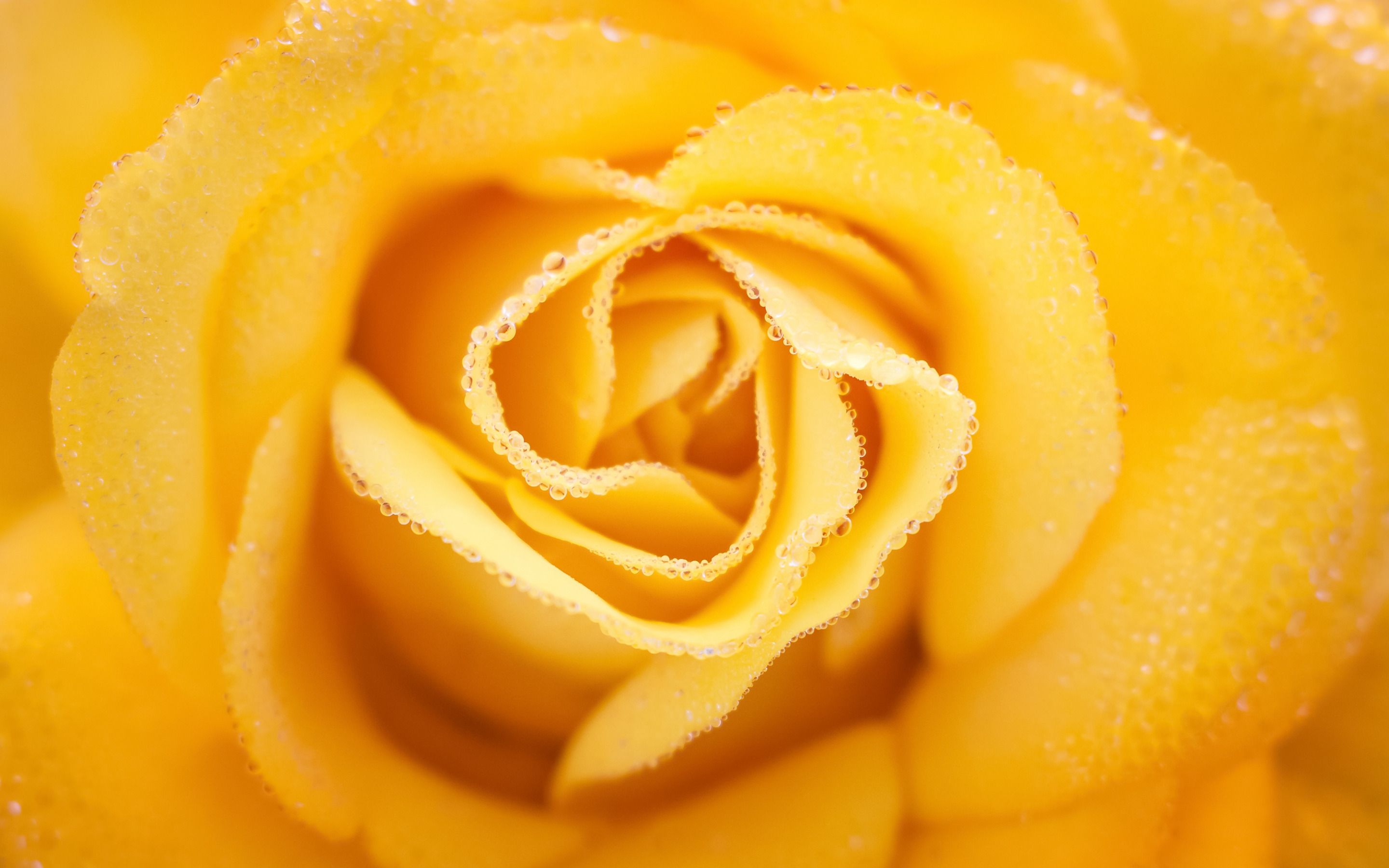 2880x1800 Download wallpaper yellow rose bud, water droplets on a rose, yellow rose, beautiful yellow flower, roses for desktop with resolution 2880x1800. High Quality HD picture wallpaper on WallpaperBat
