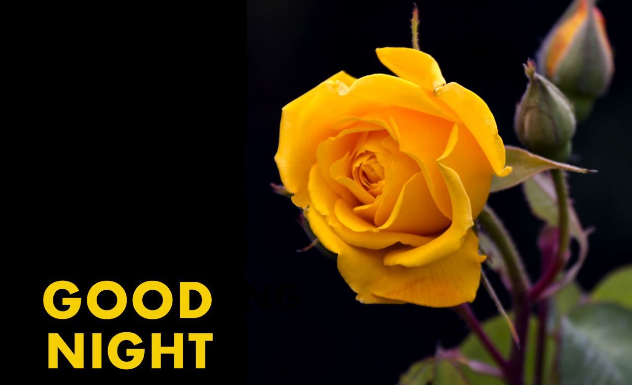 1280x780 Good Night Flower Yellow Rose HD Wallpaper - Beautiful Rose Beautiful Good Night - 1280x780 - Download HD Wallpaper on WallpaperBat
