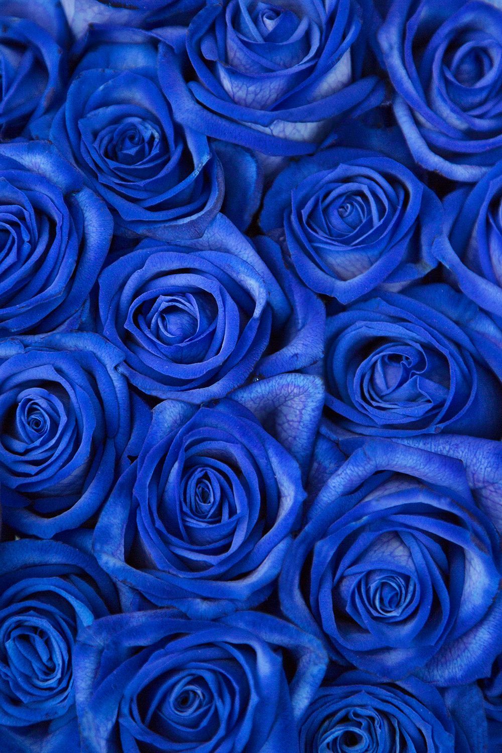 Blue and Pink Rose Wallpapers - 4k, HD Blue and Pink Rose Backgrounds ...