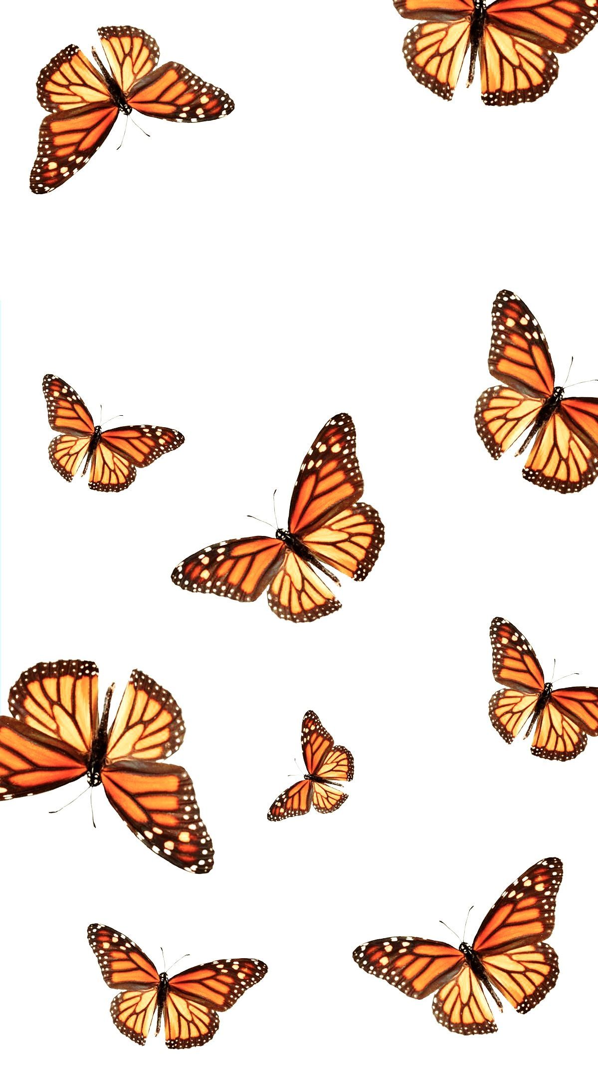 Butterflies Wallpapers 4k Hd Butterflies Backgrounds On Wallpaperbat