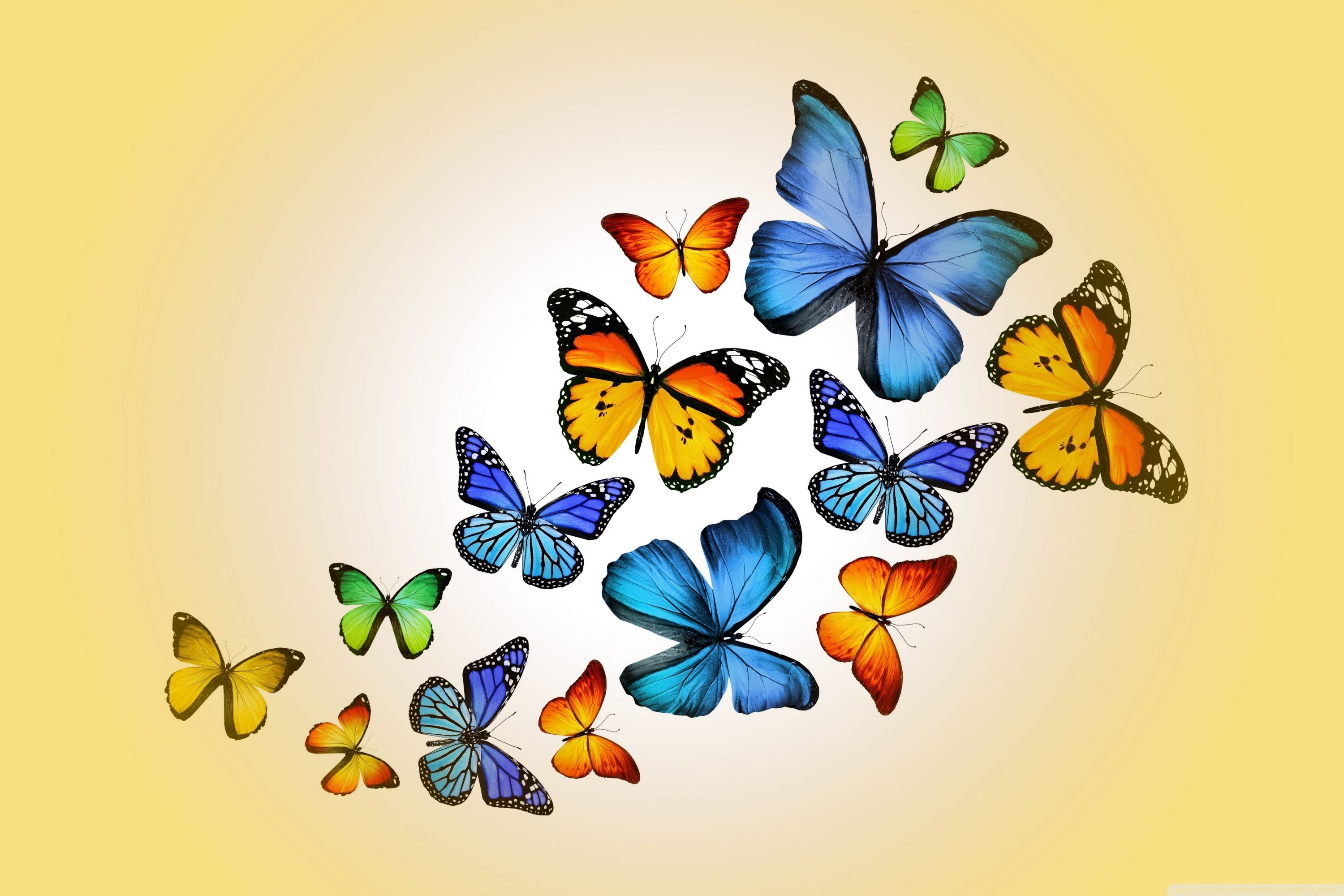 Butterflies Wallpapers - 4k, HD Butterflies Backgrounds on WallpaperBat