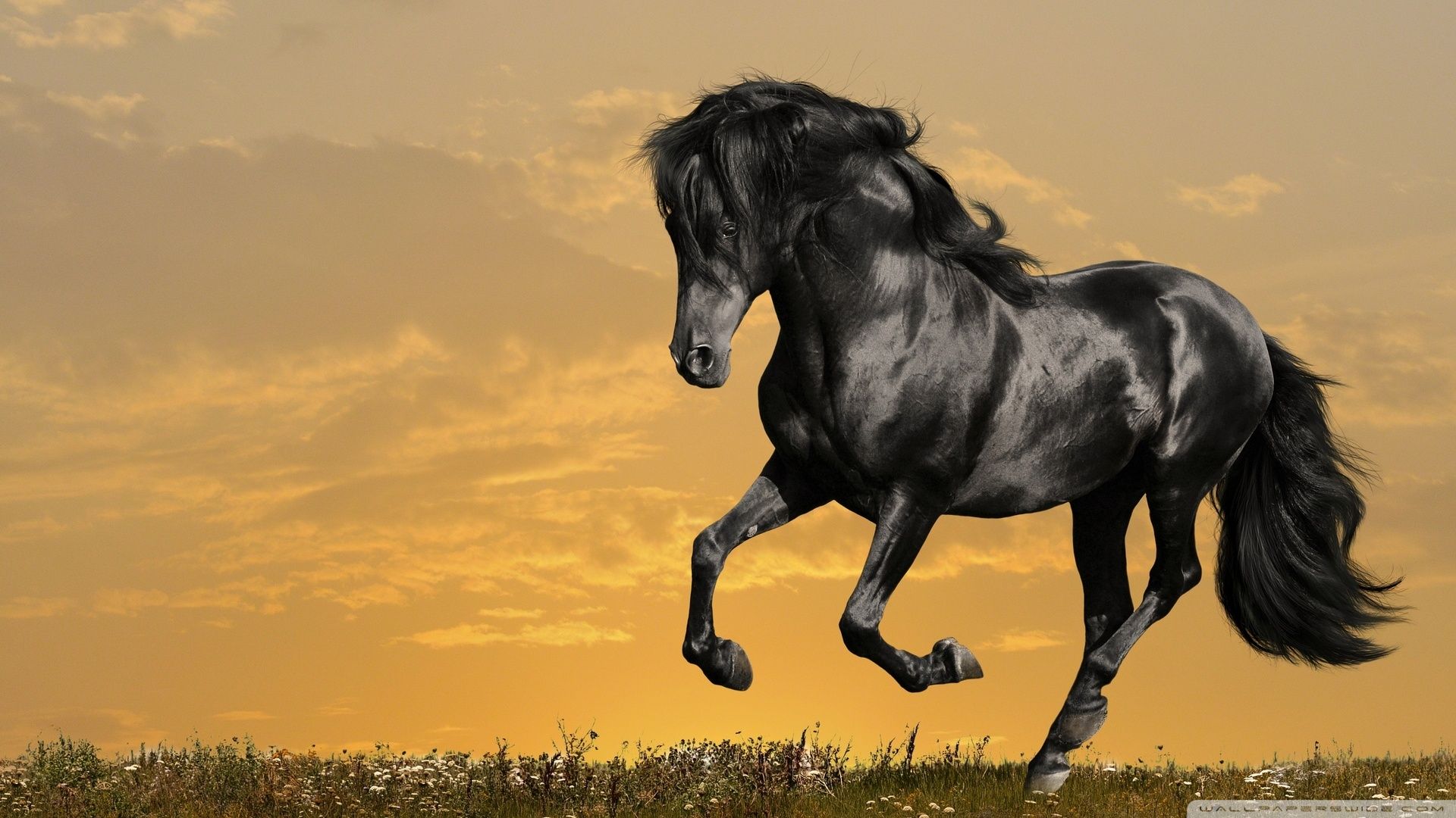 Black Horse Wallpapers - 4k, HD Black Horse Backgrounds on WallpaperBat