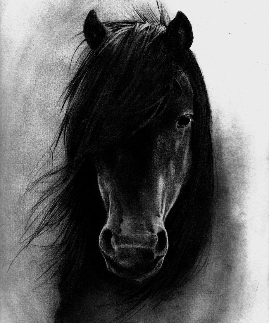 Black Horse Wallpapers 4k Hd Black Horse Backgrounds On Wallpaperbat