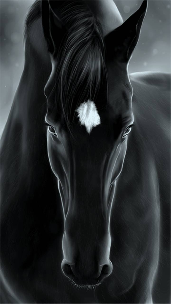 Black Horse Wallpapers 4k, HD Black Horse Backgrounds on WallpaperBat