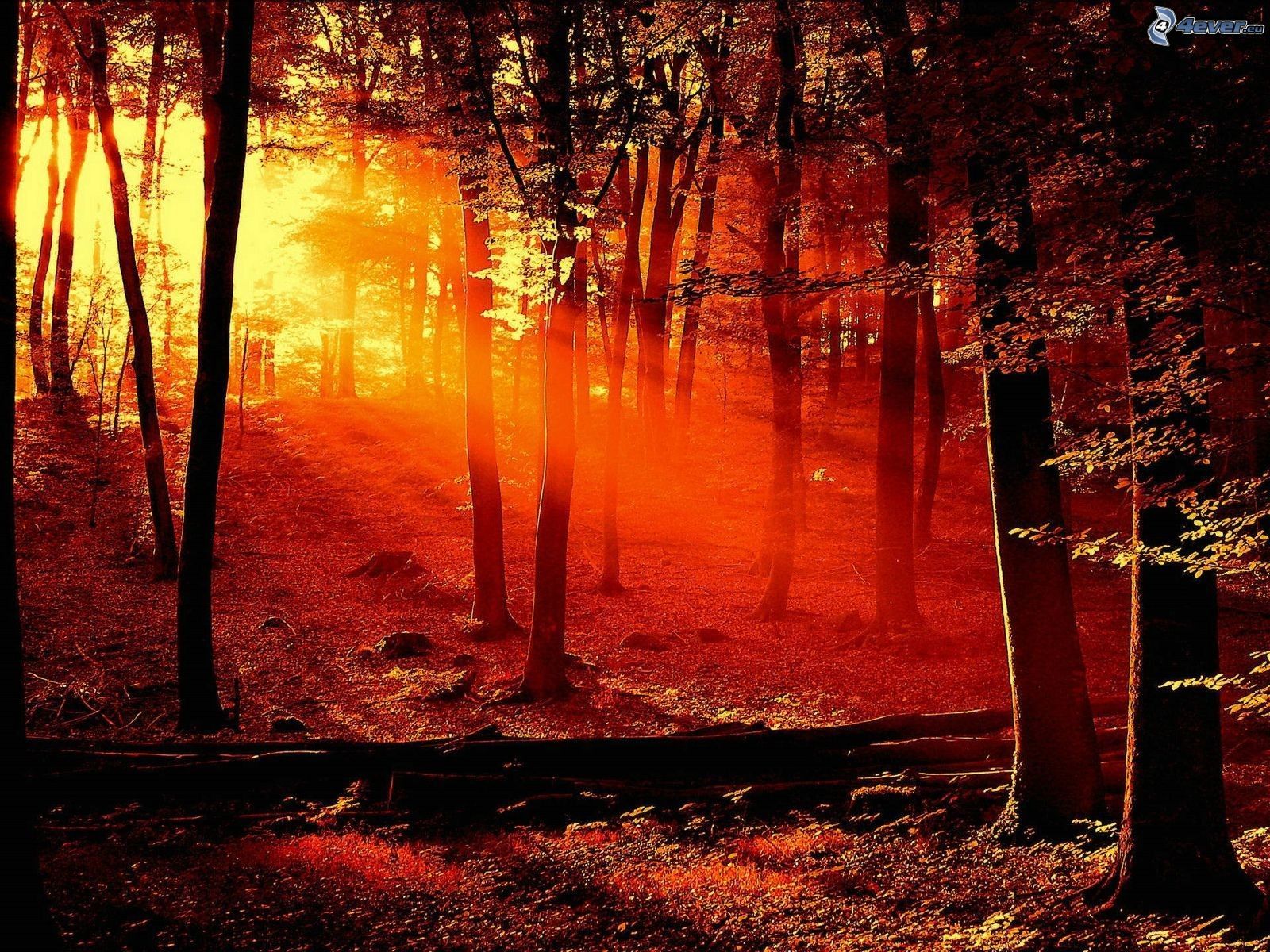 Sunset Forest Wallpapers - 4k, HD Sunset Forest Backgrounds on WallpaperBat