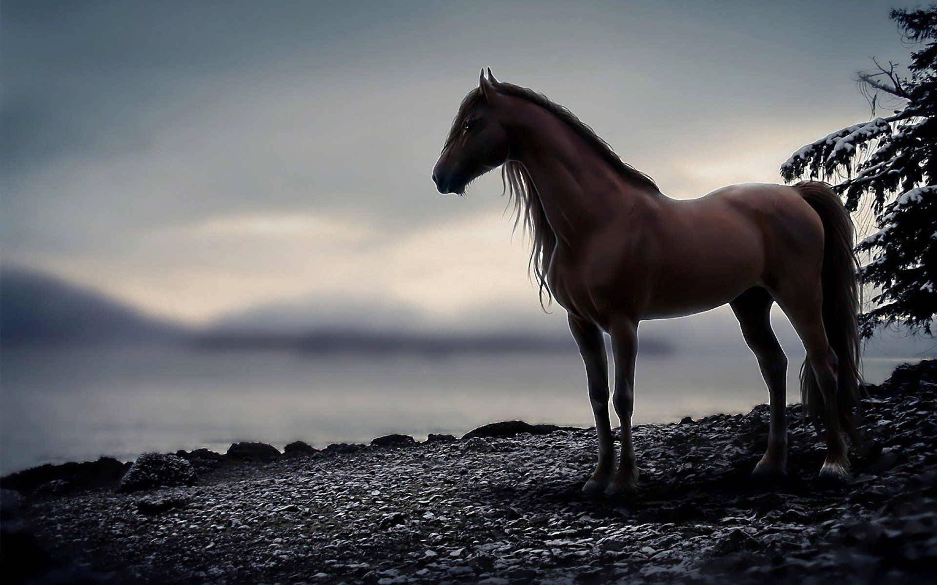 Horse PC Wallpapers - 4k, HD Horse PC Backgrounds on WallpaperBat