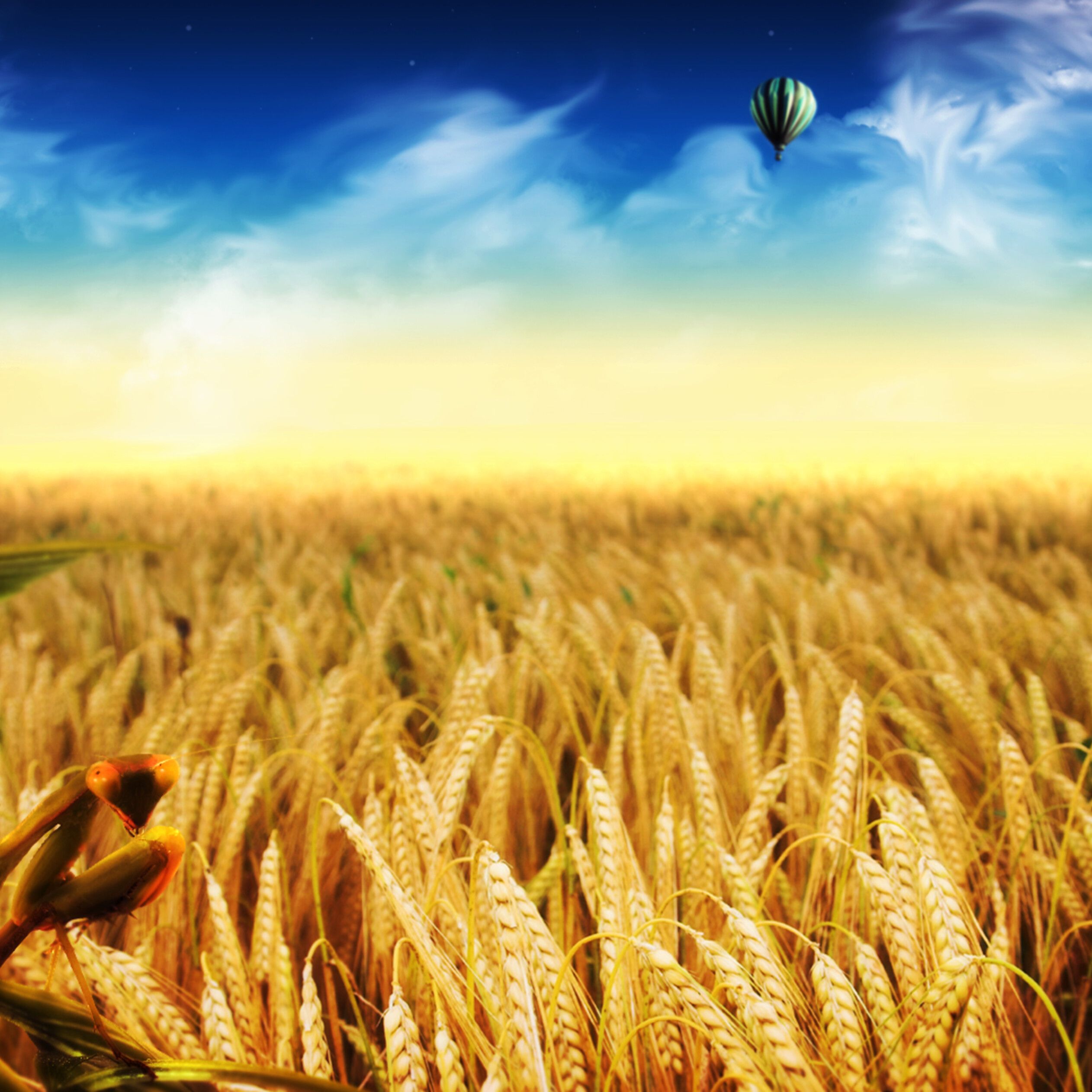 Wheat Wallpapers - 4k, HD Wheat Backgrounds On WallpaperBat