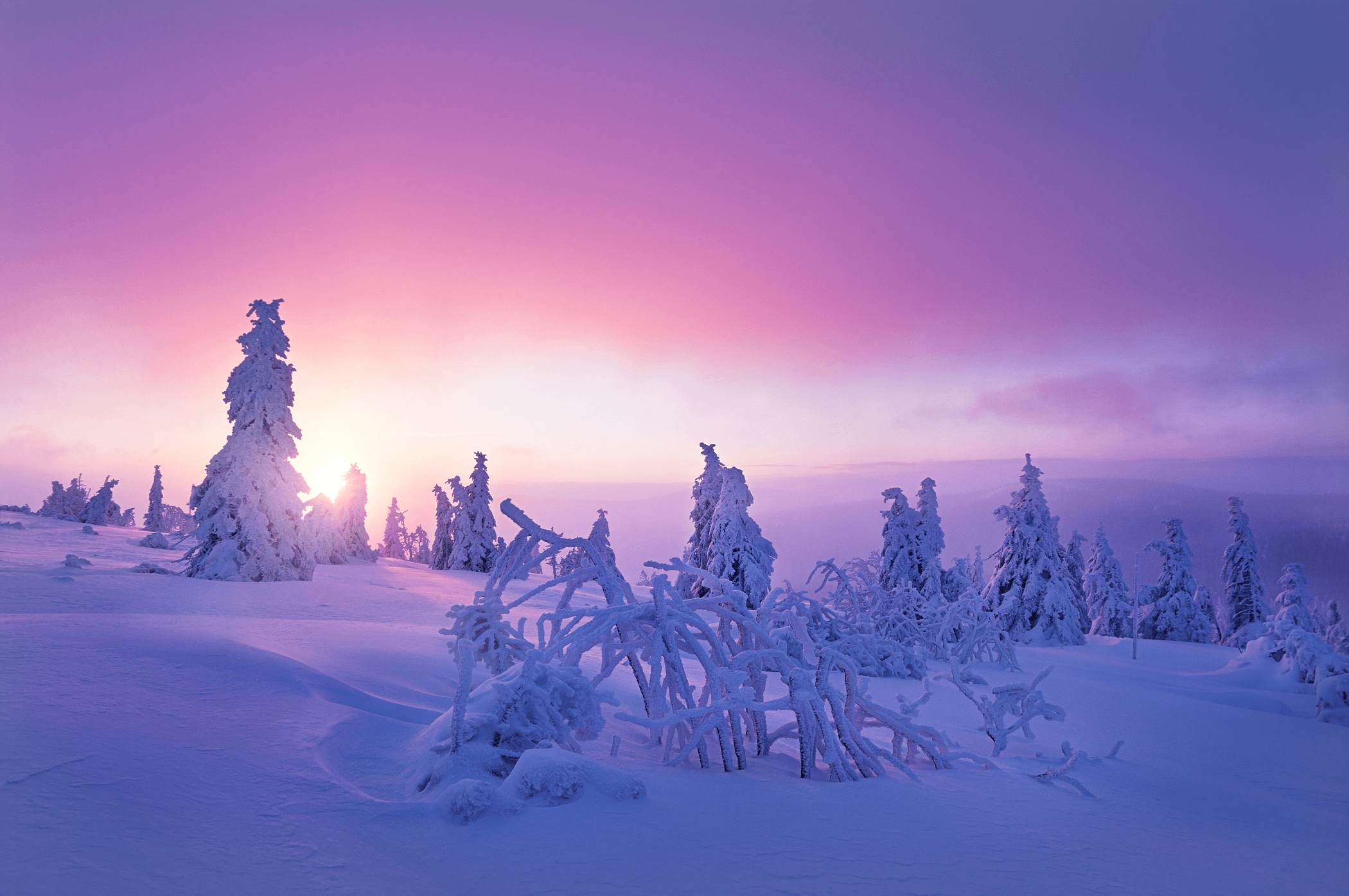 Purple Winter Wallpapers - 4k, HD Purple Winter Backgrounds on WallpaperBat