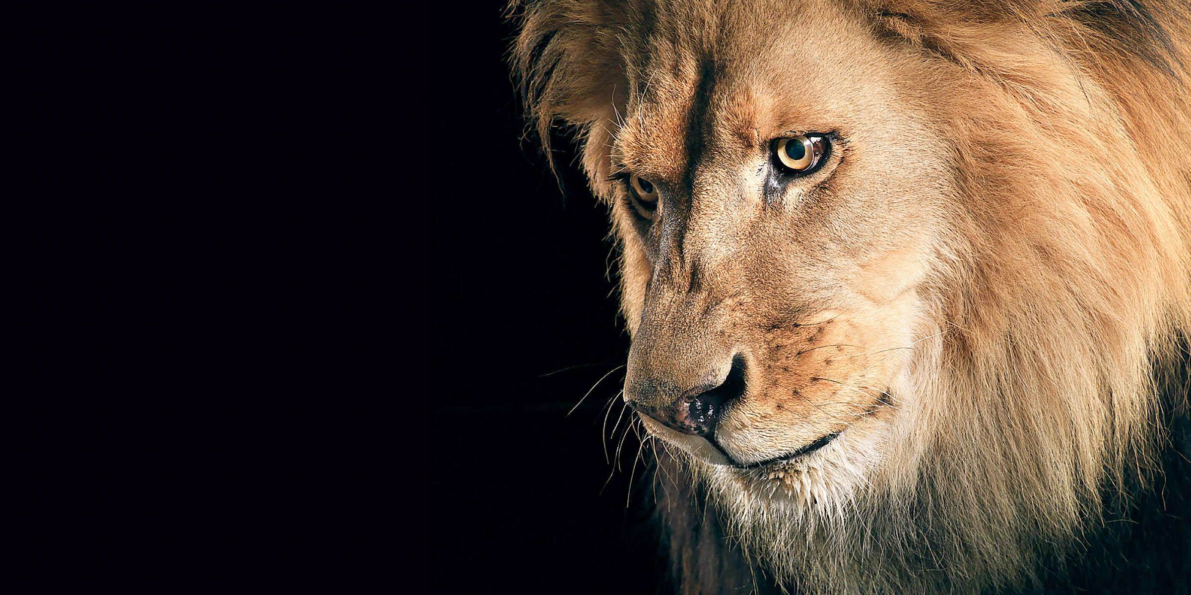 Lion PC Wallpapers - 4k, HD Lion PC Backgrounds on WallpaperBat