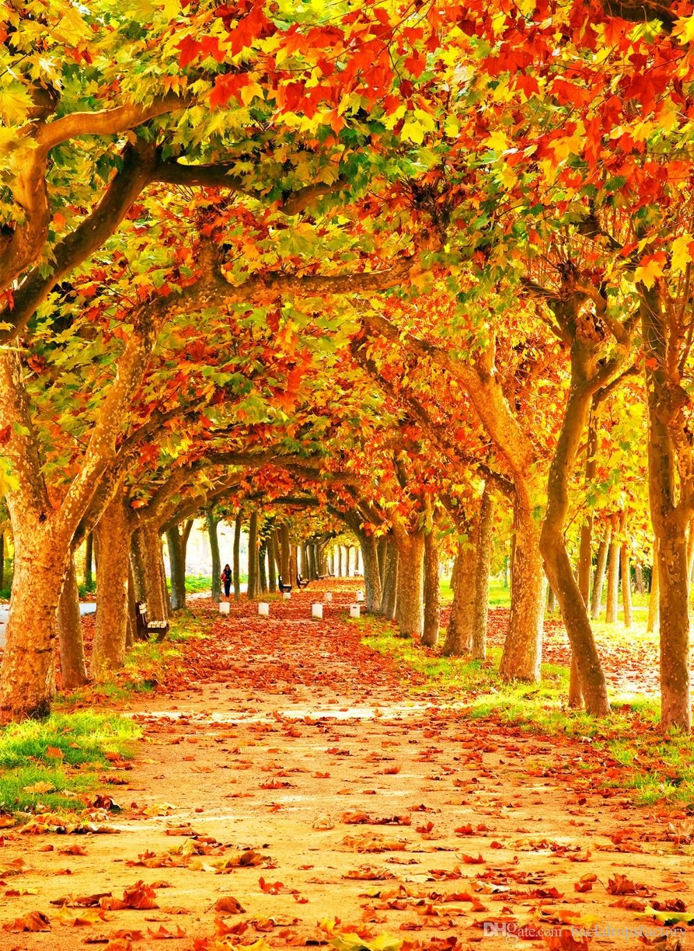 Autumn Scenic Wallpapers - 4k, HD Autumn Scenic Backgrounds on WallpaperBat