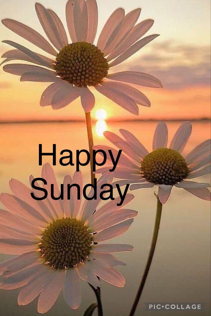 736x1102 Good morning sunday images ... Wallpaper