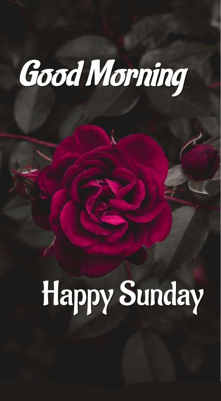 736x1334 Good Morning Sunday HD Images Wallpaper