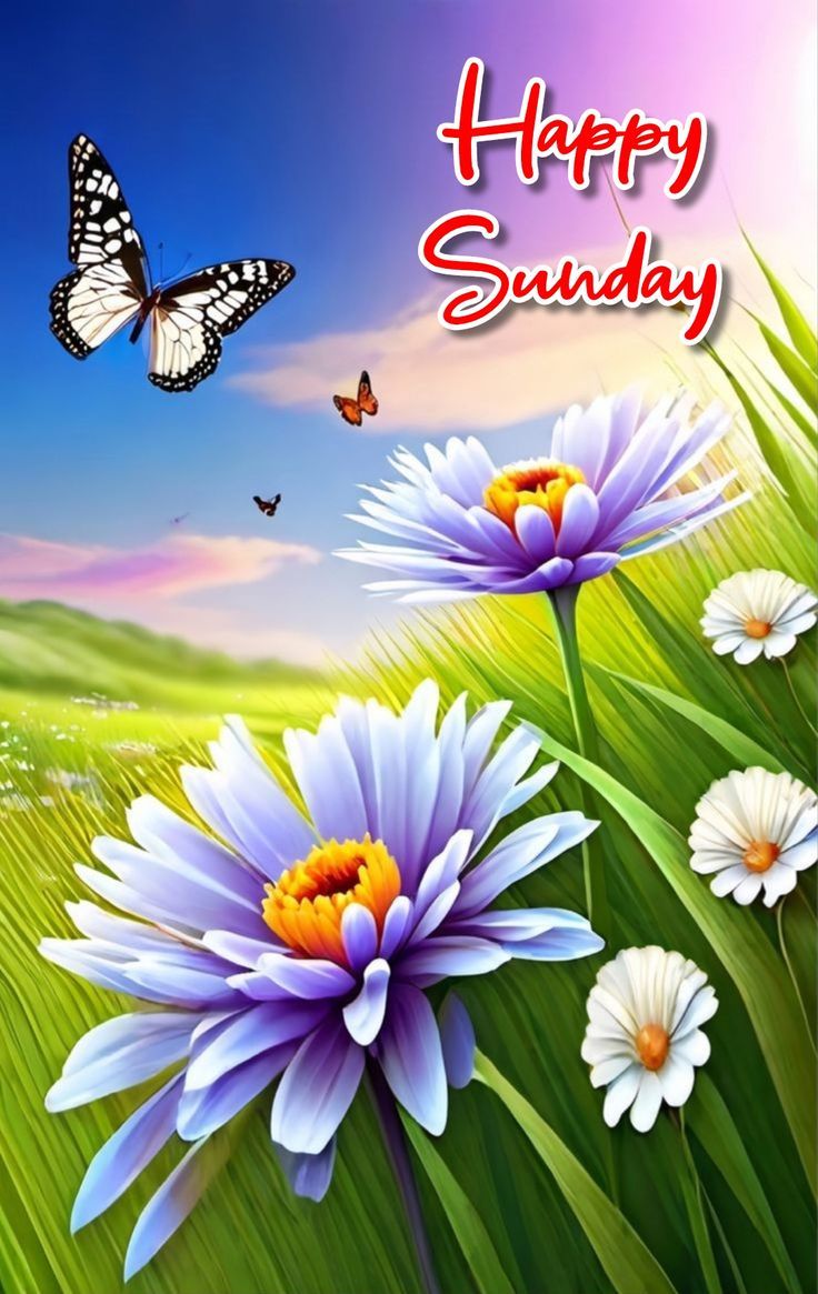 736x1165 Happy sunday, Sunday greetings, Sunday Wallpaper