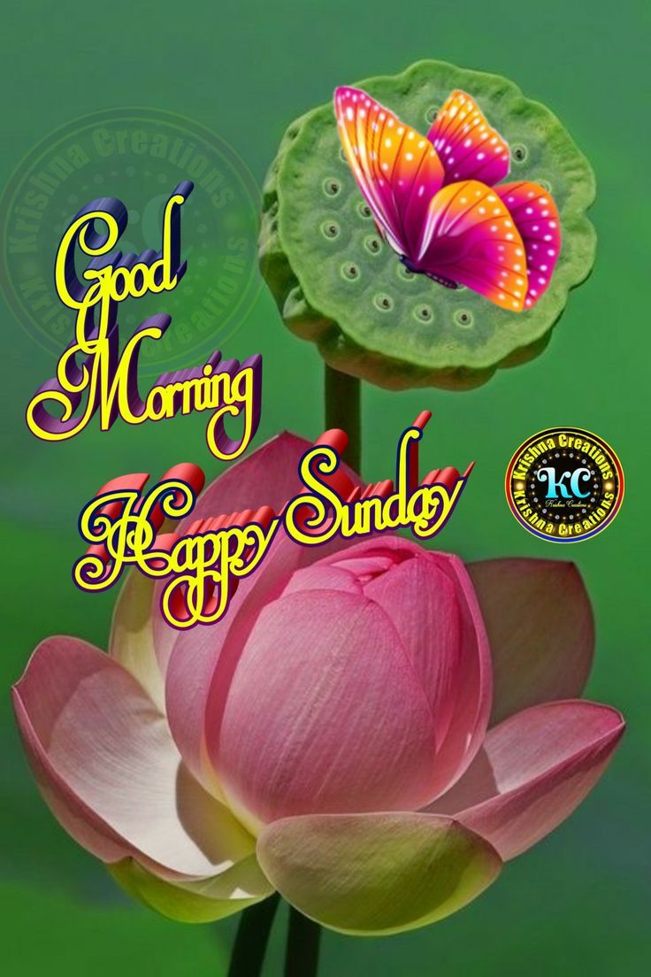 736x1104 Good morning Happy Sunday Vishes status ... Wallpaper