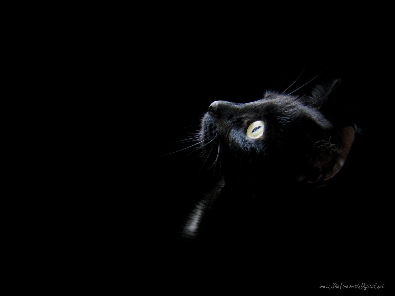 Dark Kitty Wallpapers 4k Hd Dark Kitty Backgrounds On Wallpaperbat