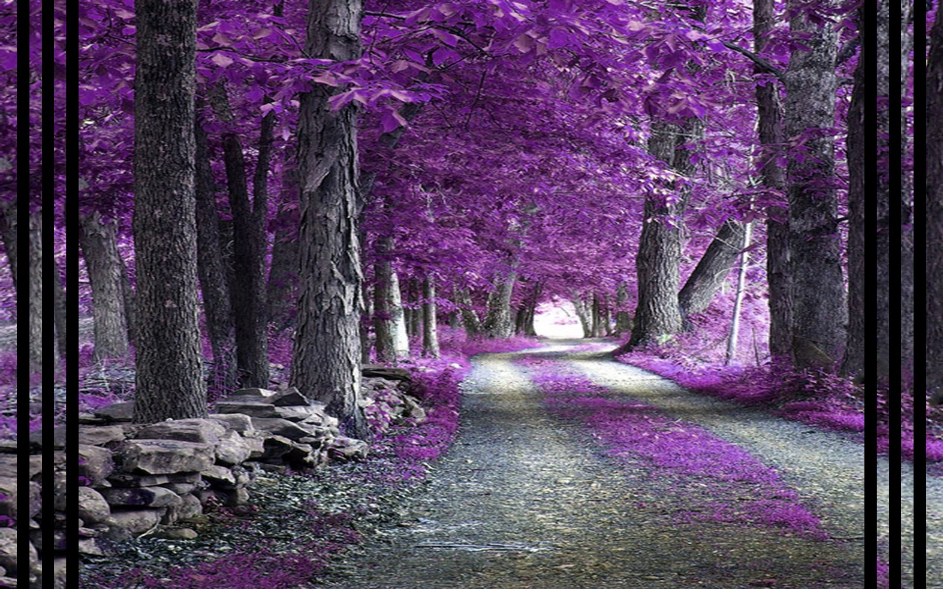 Purple Forest Wallpapers K Hd Purple Forest Backgrounds On Wallpaperbat