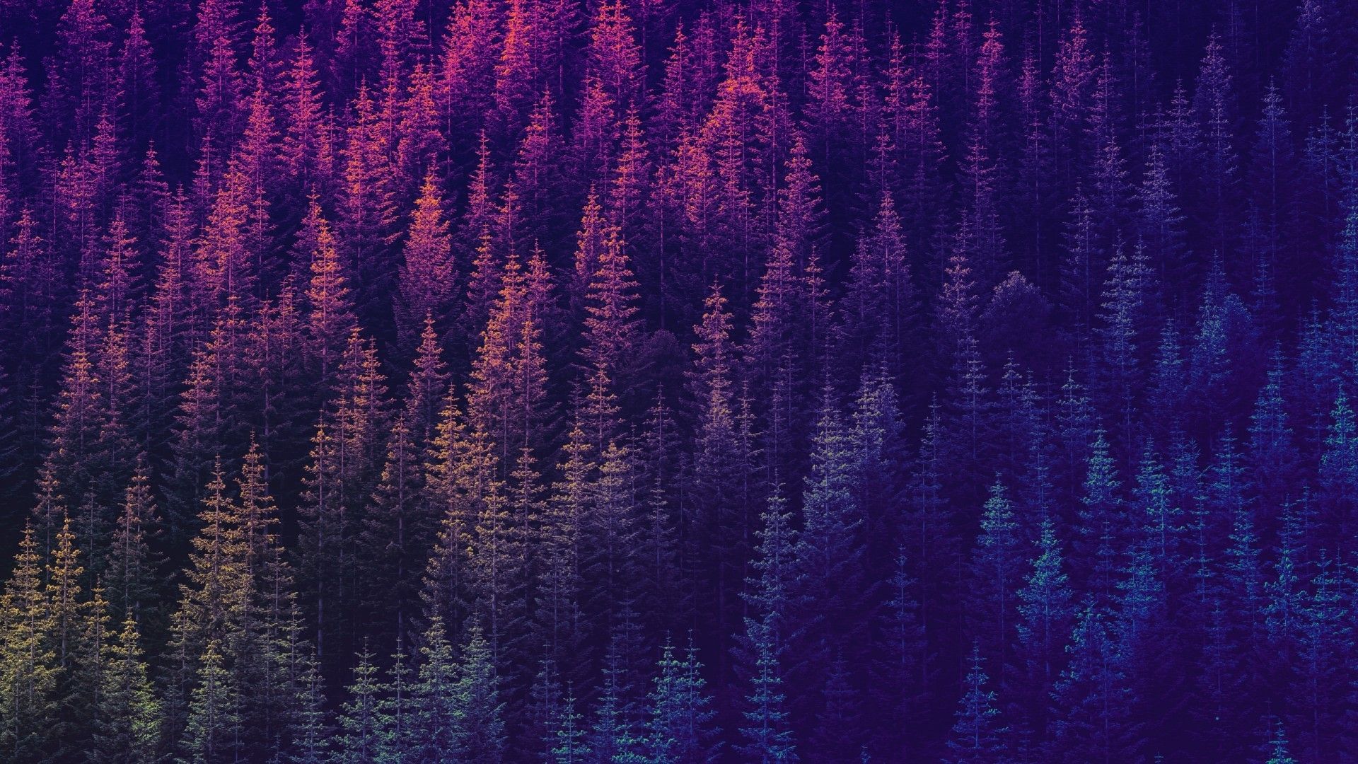 Purple Forest Wallpapers 4k HD Purple Forest Backgrounds On WallpaperBat   542525 Download 1920x1080 Forest Purple Top View Pattern   For Widescreen 