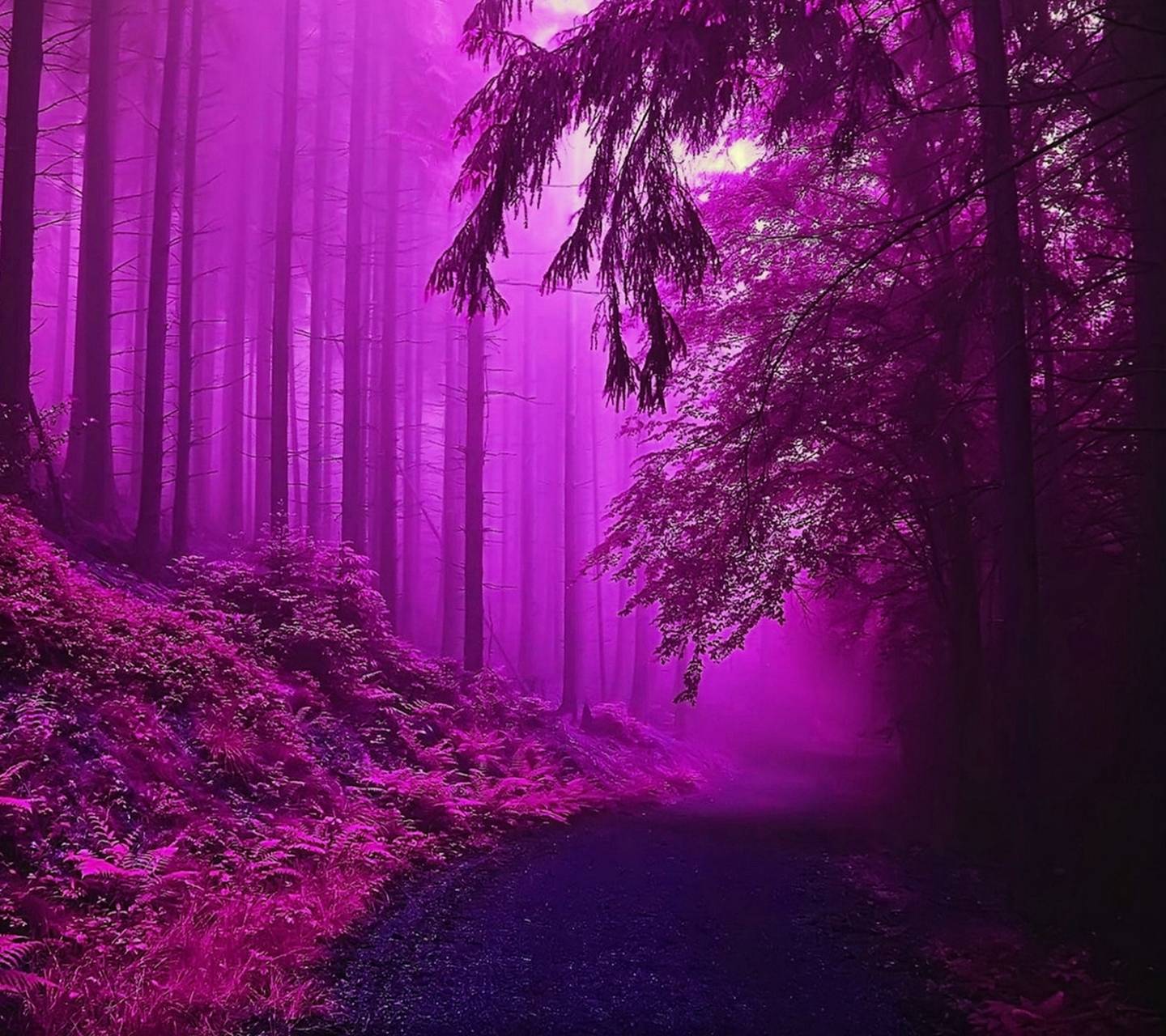 Purple Forest Wallpaper : Purple Forest | ramabeanz