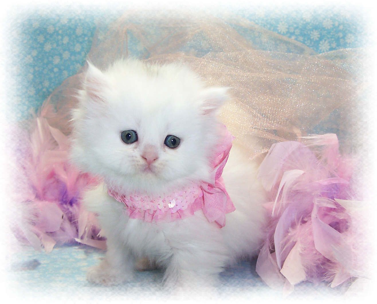 1316x1061 Cute kitty seems to be very happy! Description. I searched for this image. Cute baby cats, Kittens cutest baby, Kittens cutest on WallpaperBat