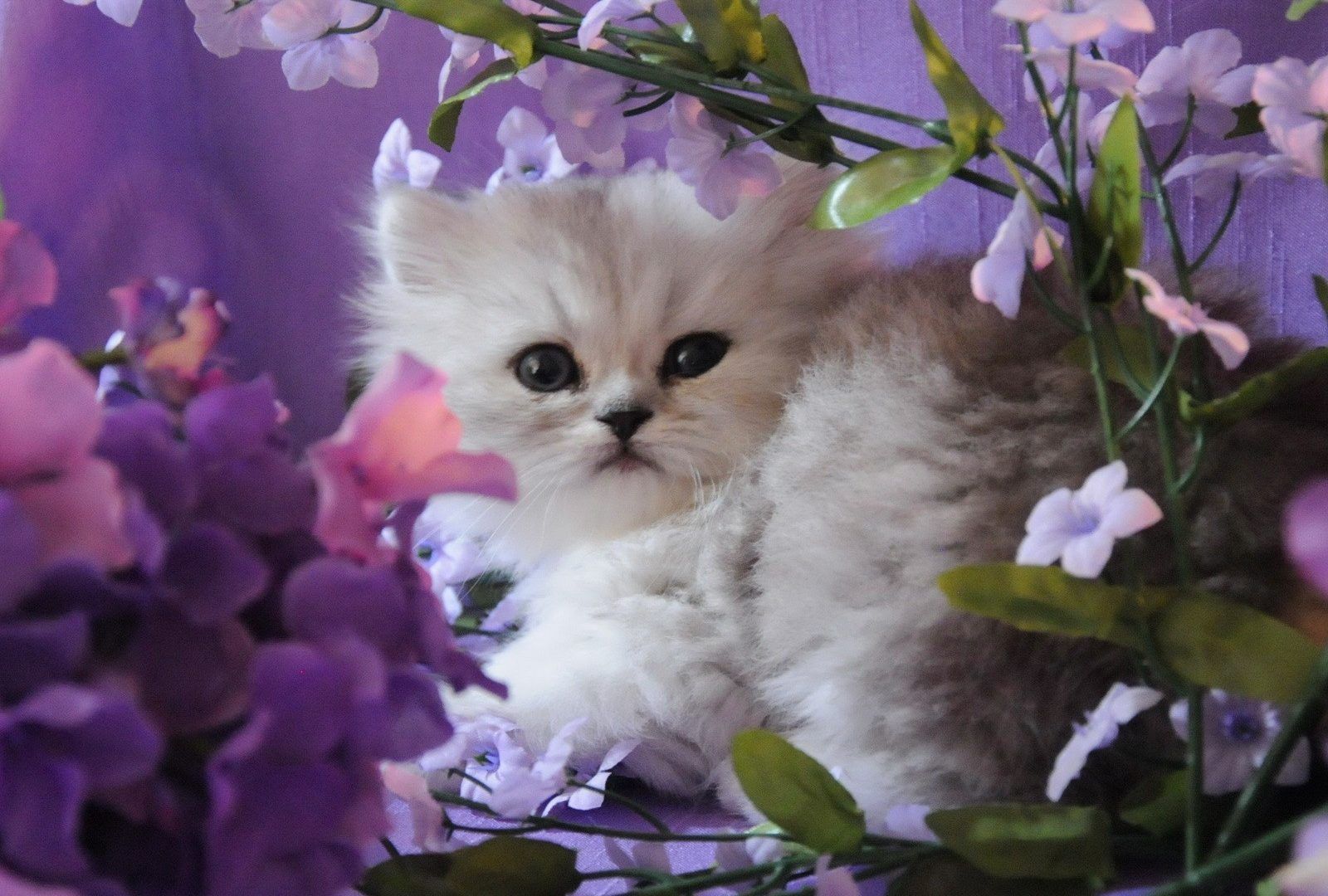 1600x1080 Nice Kitty Pleasant Flowers Cute Sweet Pretty White - Kitten - HD Wallpaper & Background Download on WallpaperBat