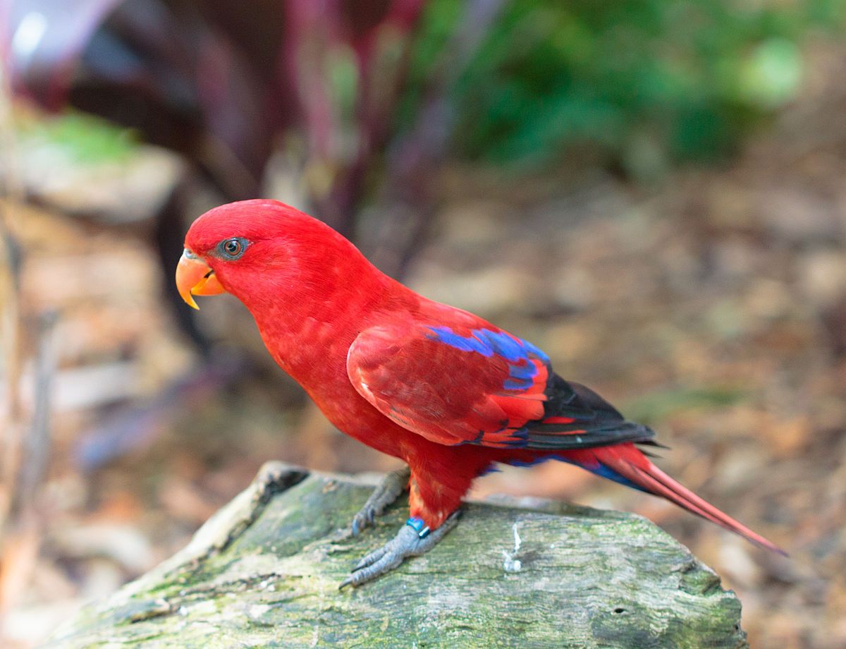 Black and Red Parrot Wallpapers - 4k, HD Black and Red Parrot ...