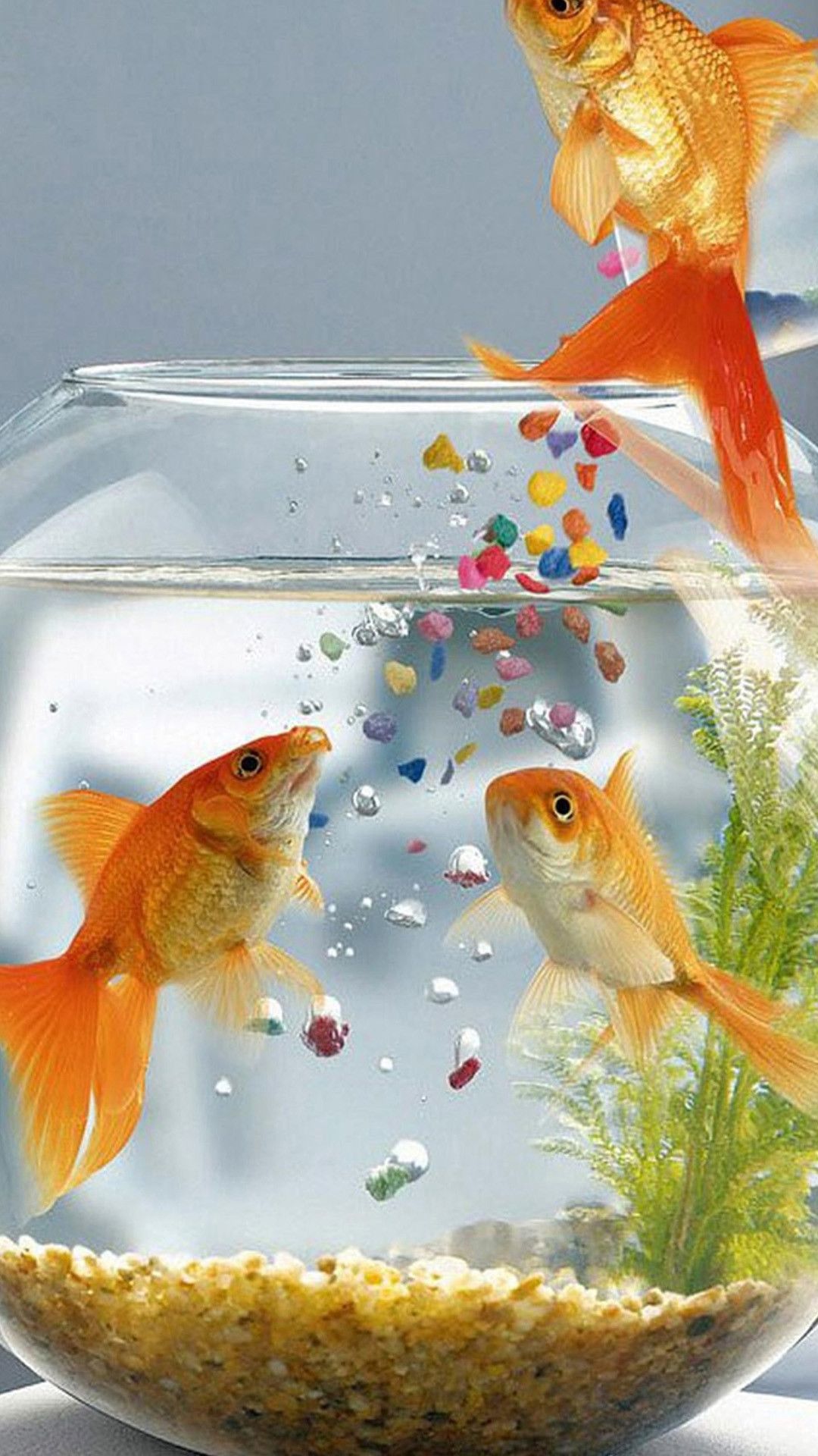 Goldfish Phone Wallpapers 4k Hd Goldfish Phone Backgrounds On Wallpaperbat