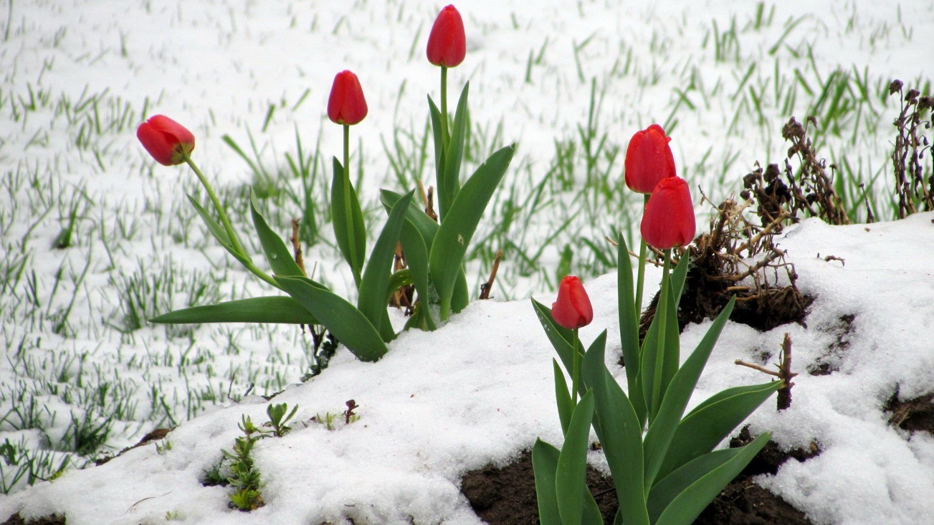 snowy-flowers-wallpapers-4k-hd-snowy-flowers-backgrounds-on-wallpaperbat