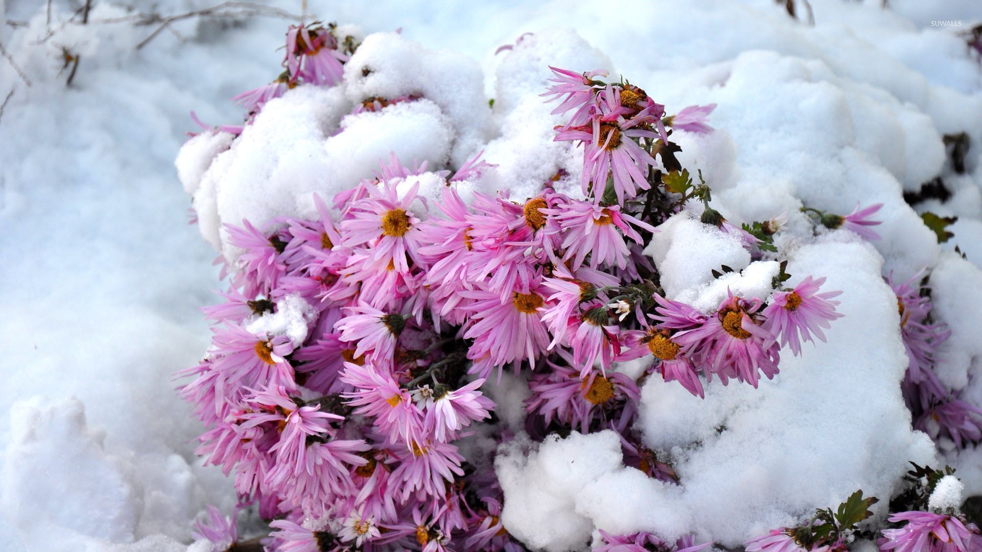 1920x1080 Pink chrysanthemum under the snow wallpaper - Flower wallpaper.