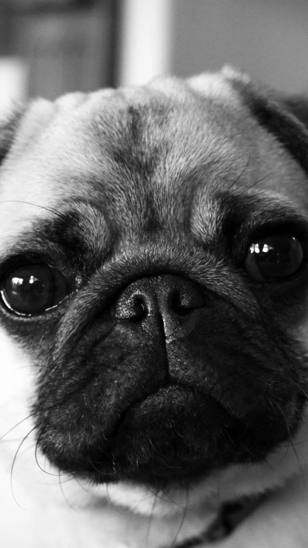 Pug Wallpapers - 4k, HD Pug Backgrounds on WallpaperBat